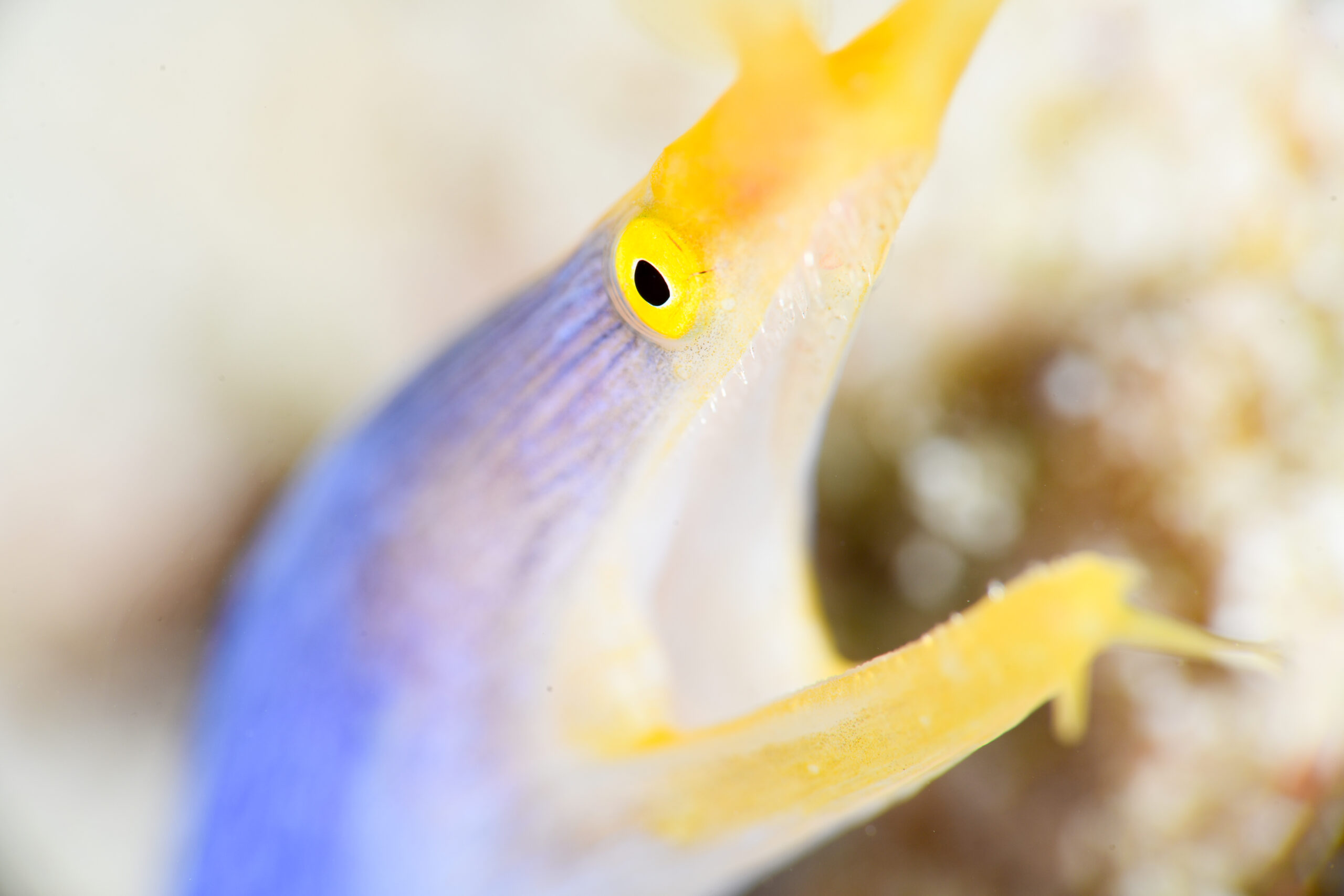 ハナヒゲウツボ