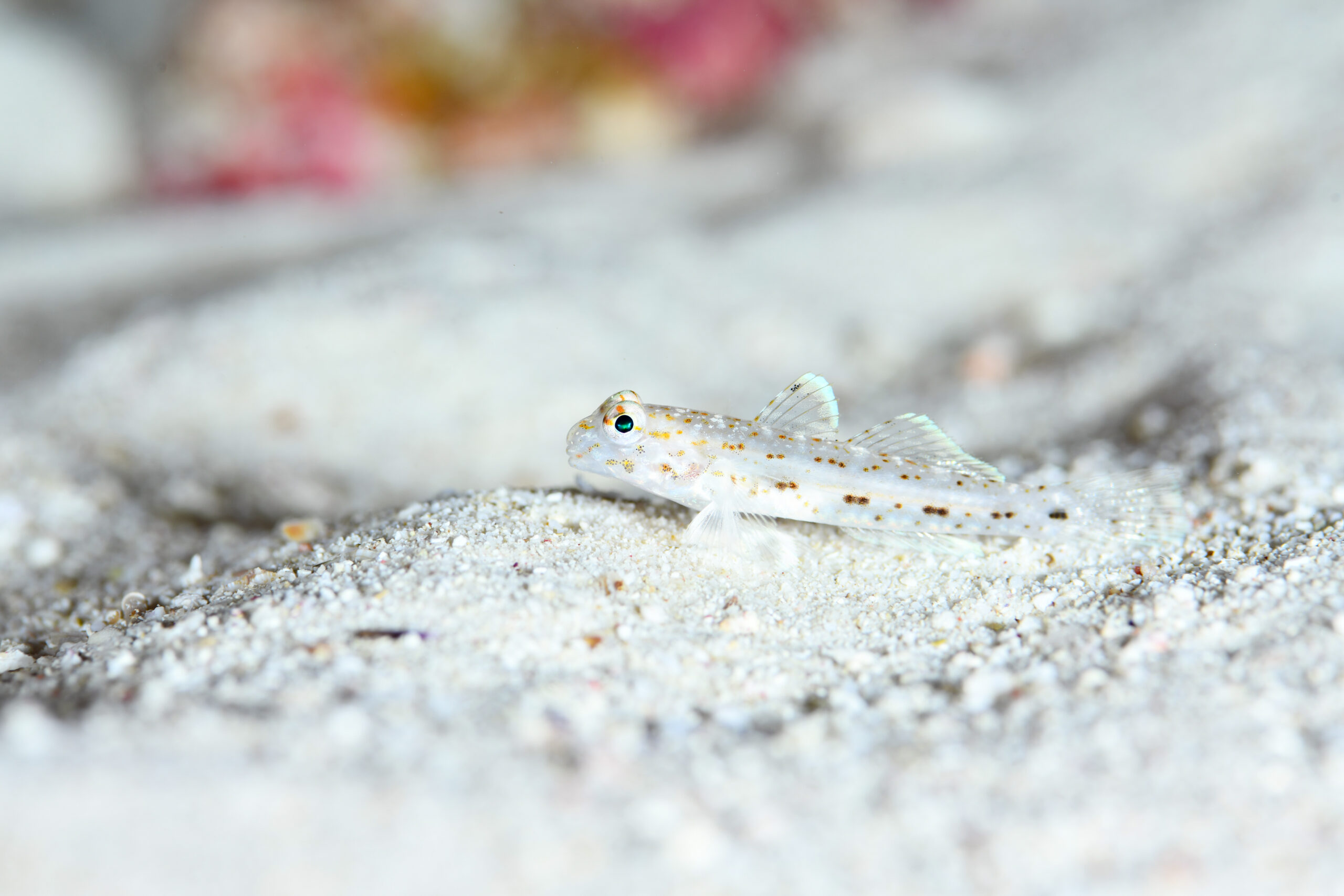 ホシカザリハゼ