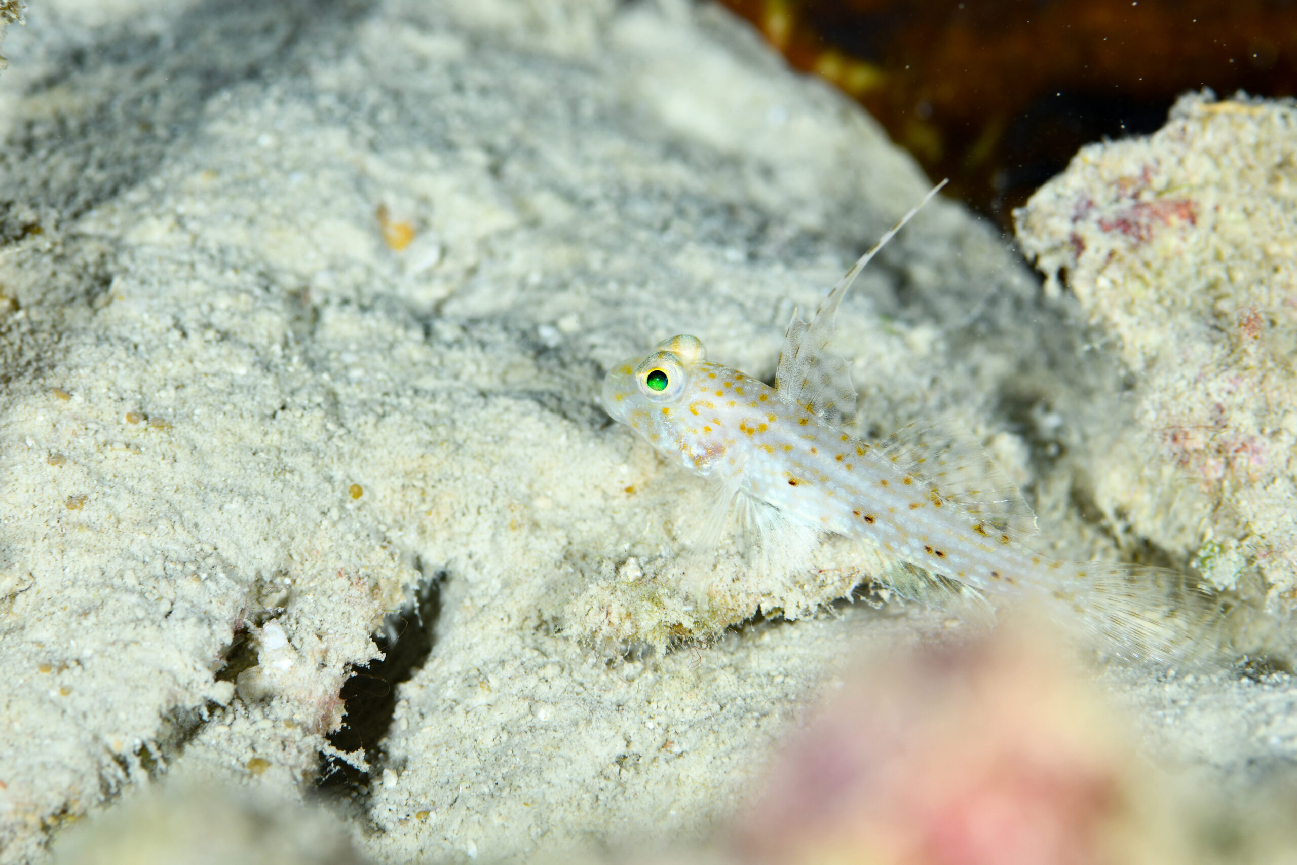 イトヒキインコハゼ