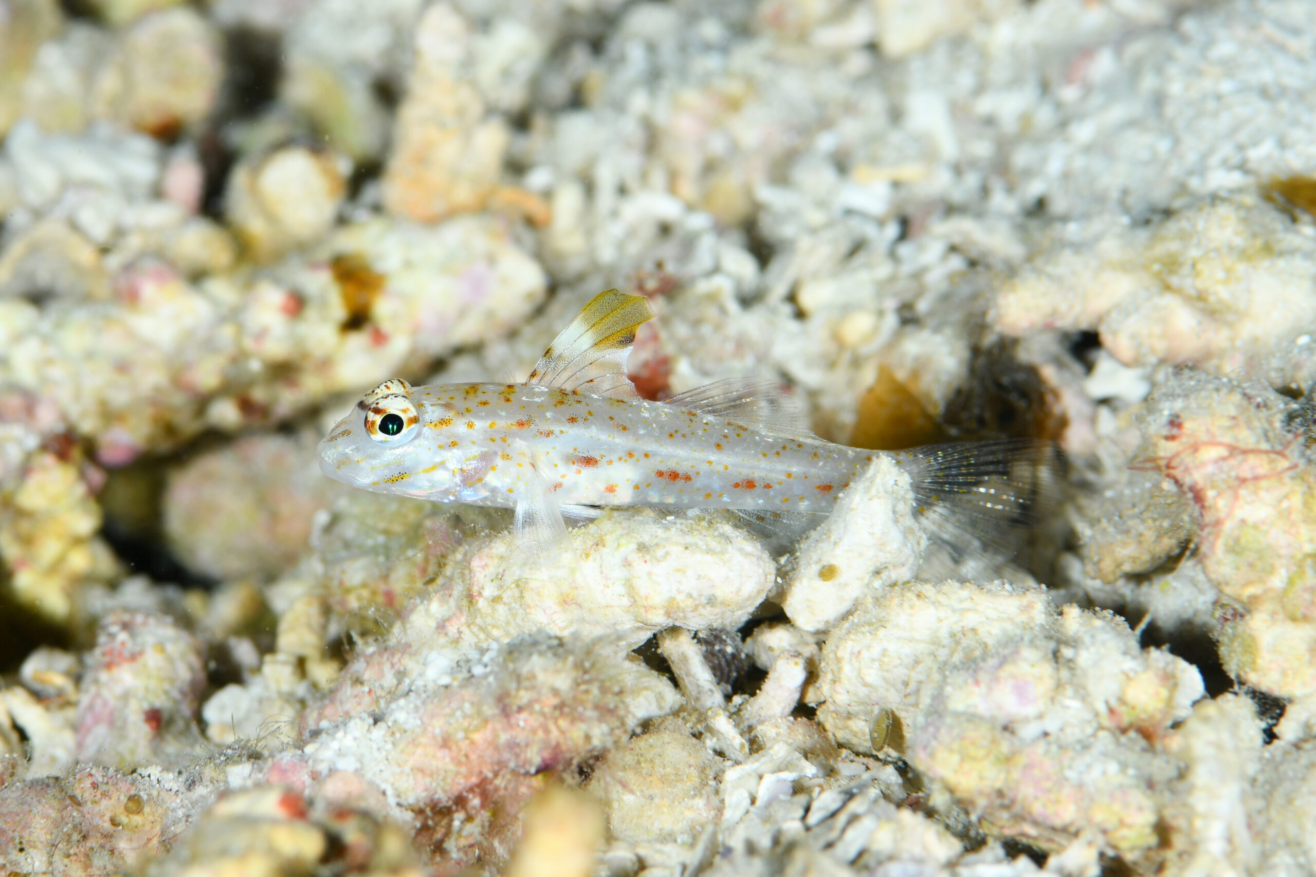 ツマグロサンカクハゼ