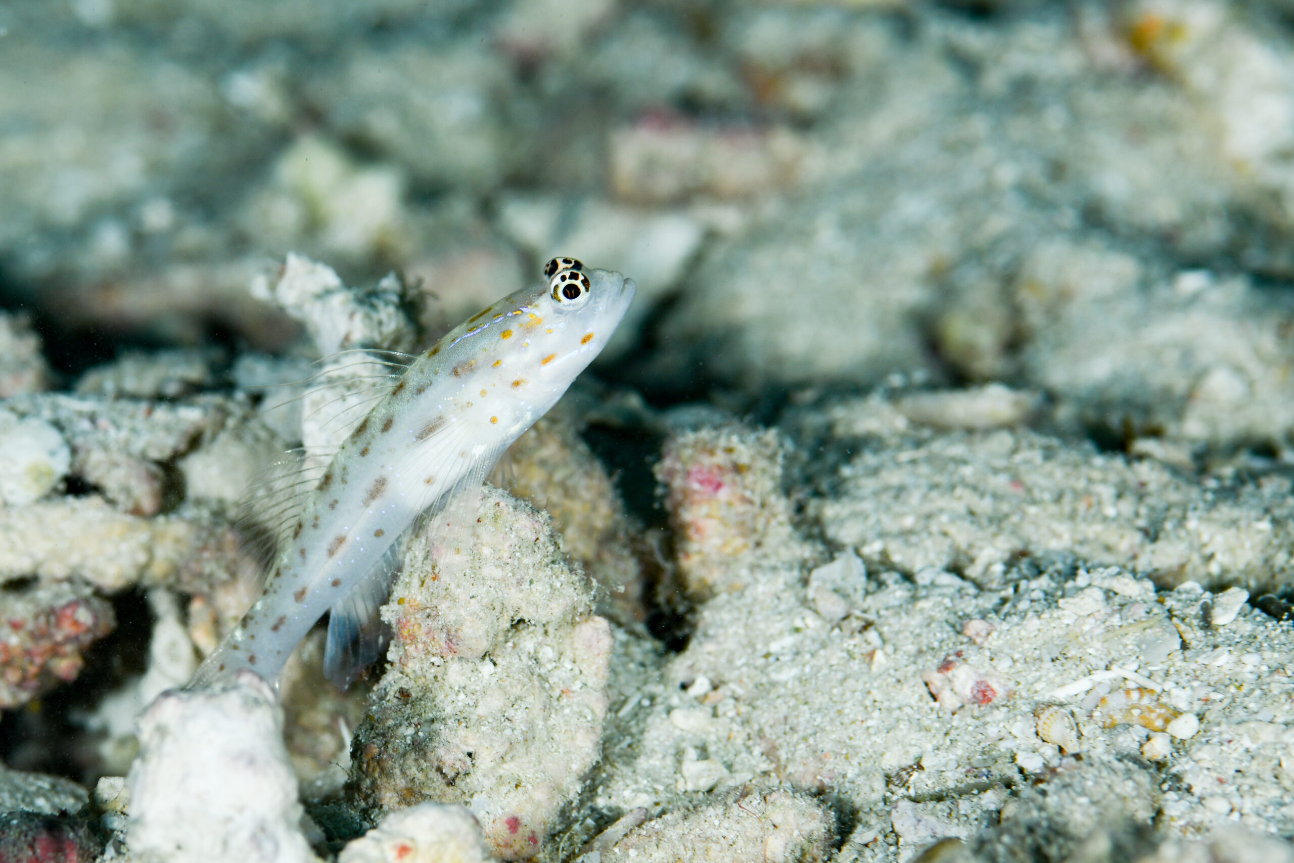 アオヒゲシノビハゼ