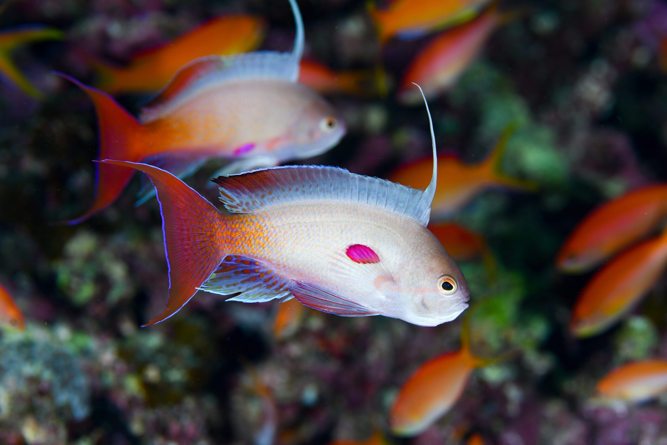 キンギョハナダイのオス
