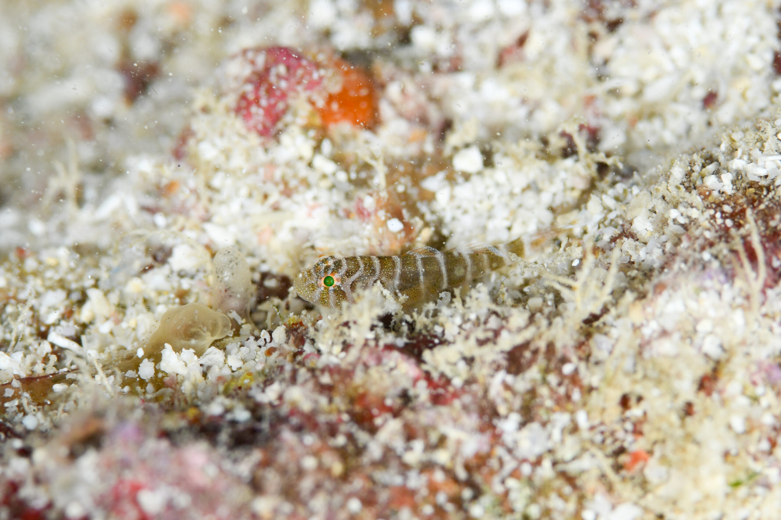 イレズミハゼsp