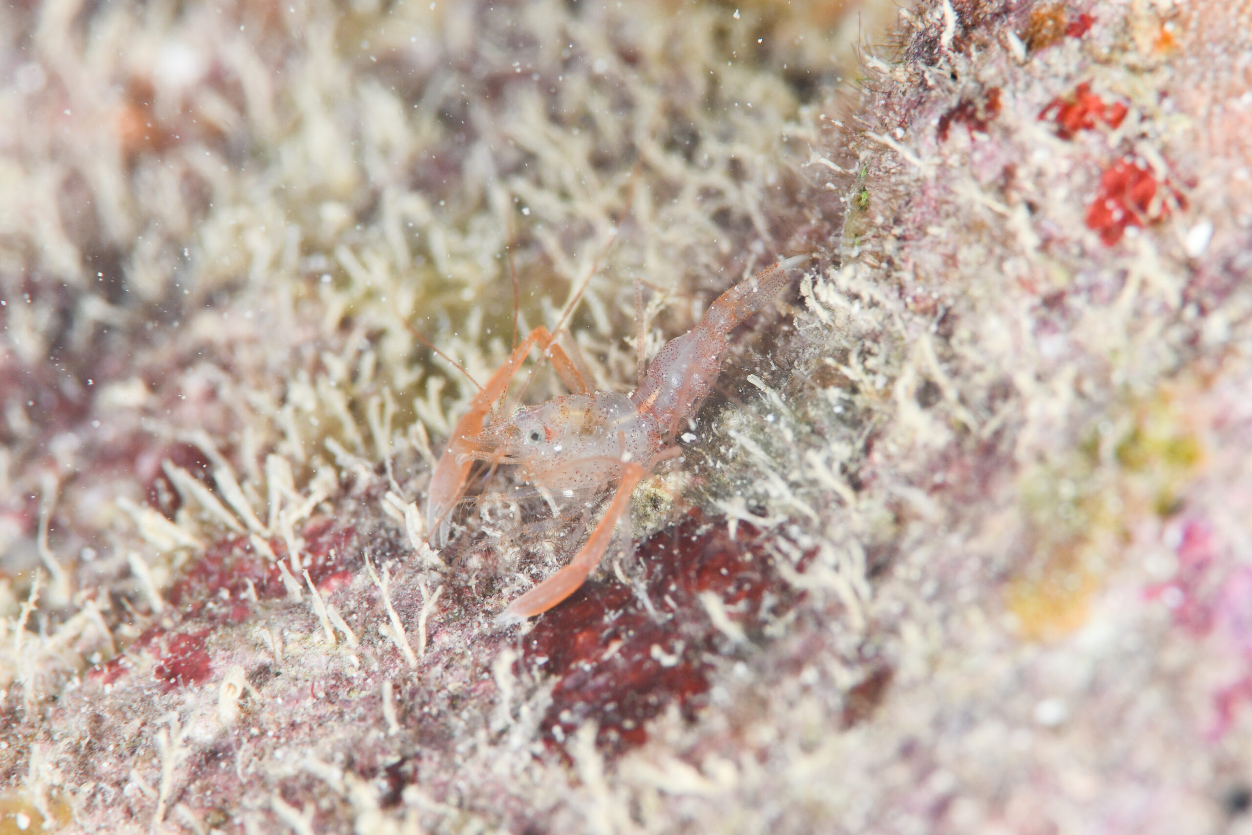 スベスベオトヒメエビ