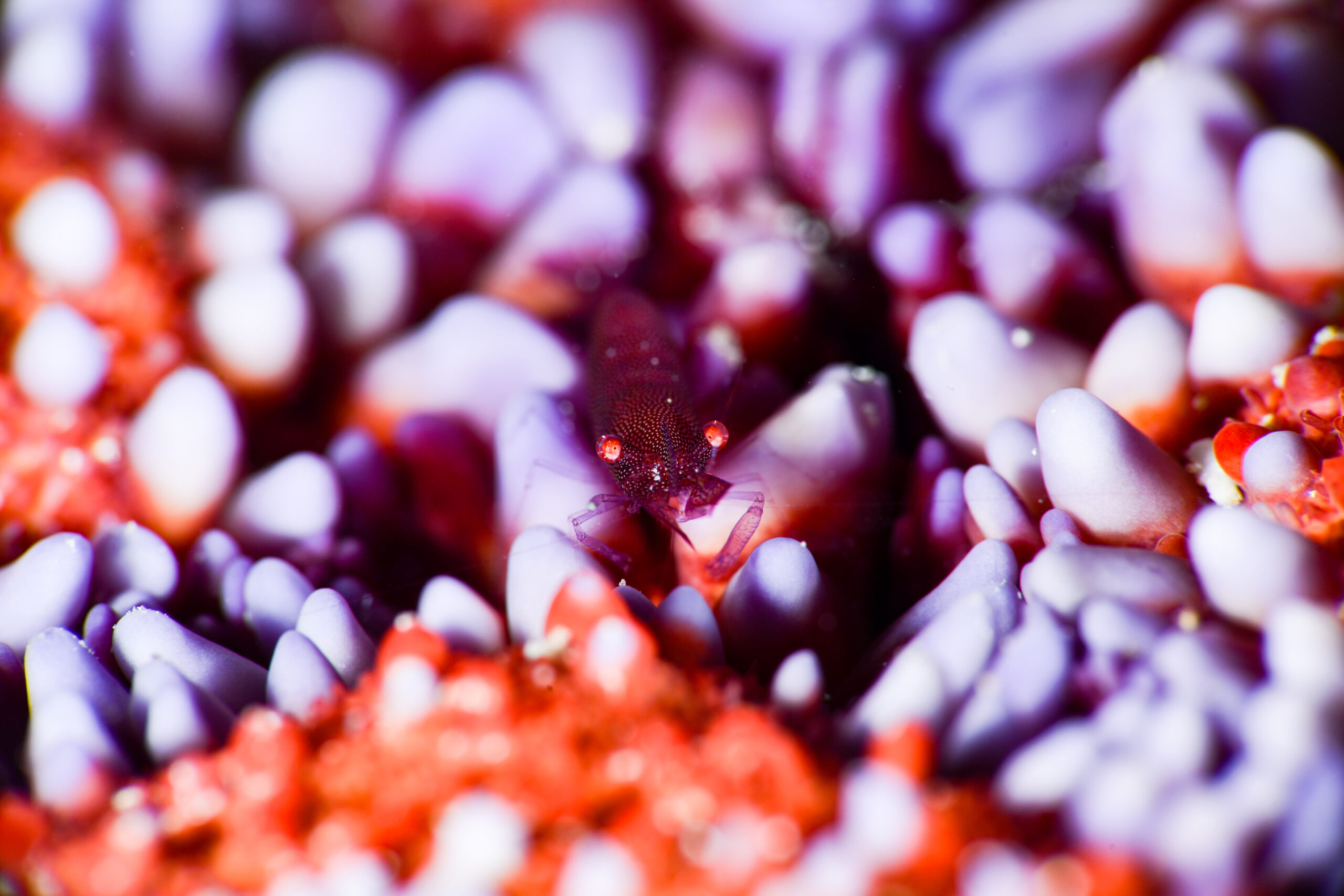 ヒトデヤドリエビ