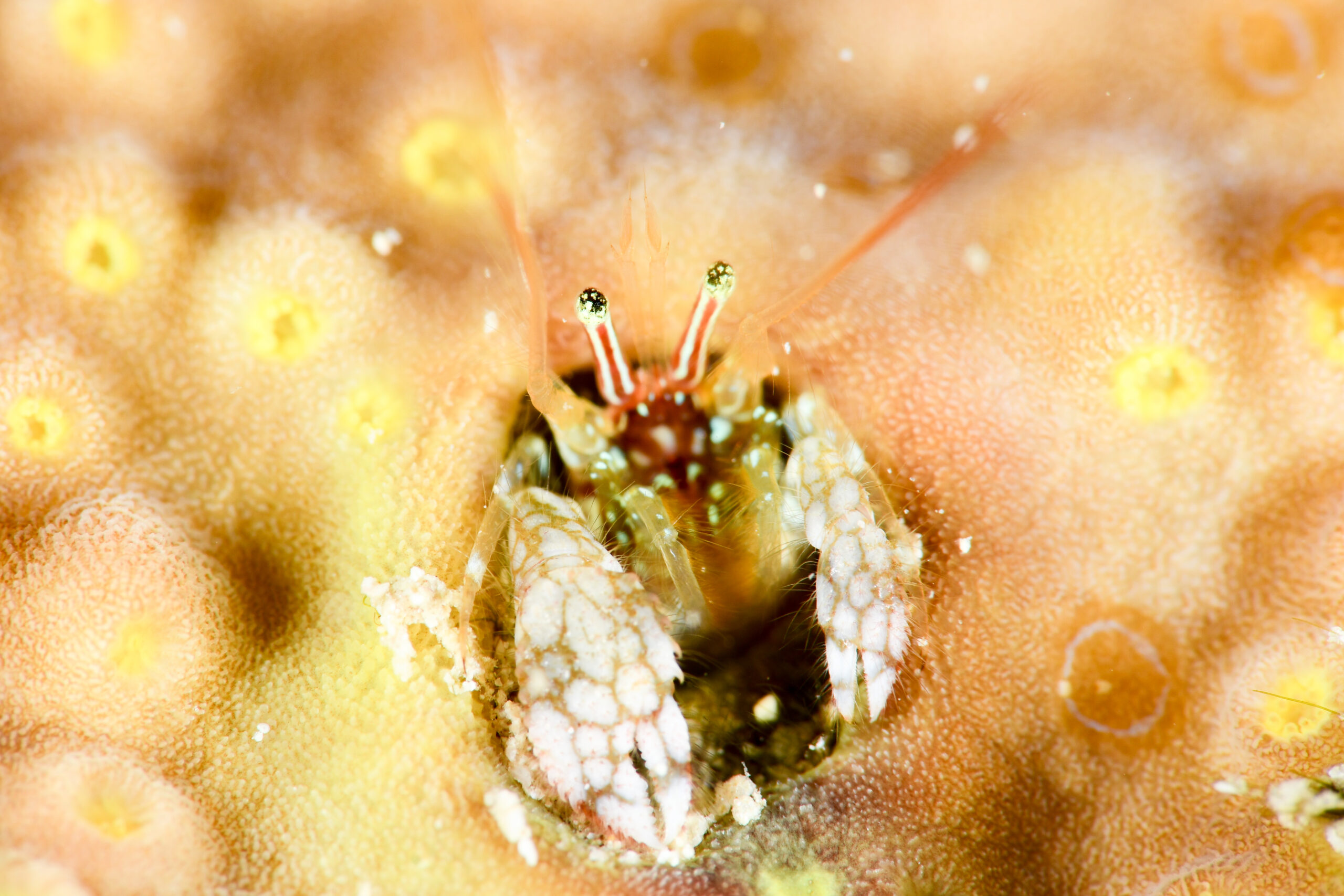 カンザシヤドカリsp