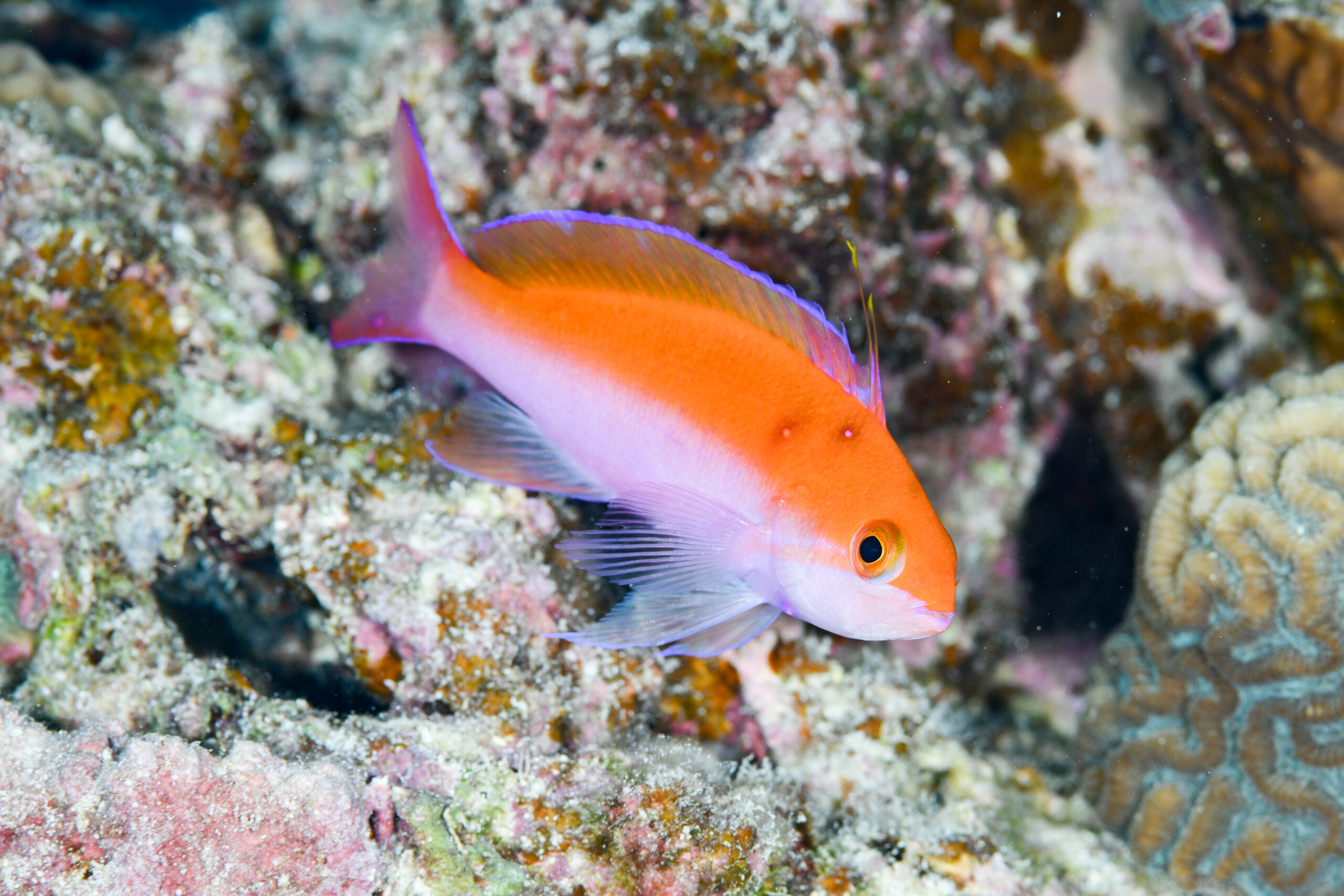 フタイロハナゴイのオス