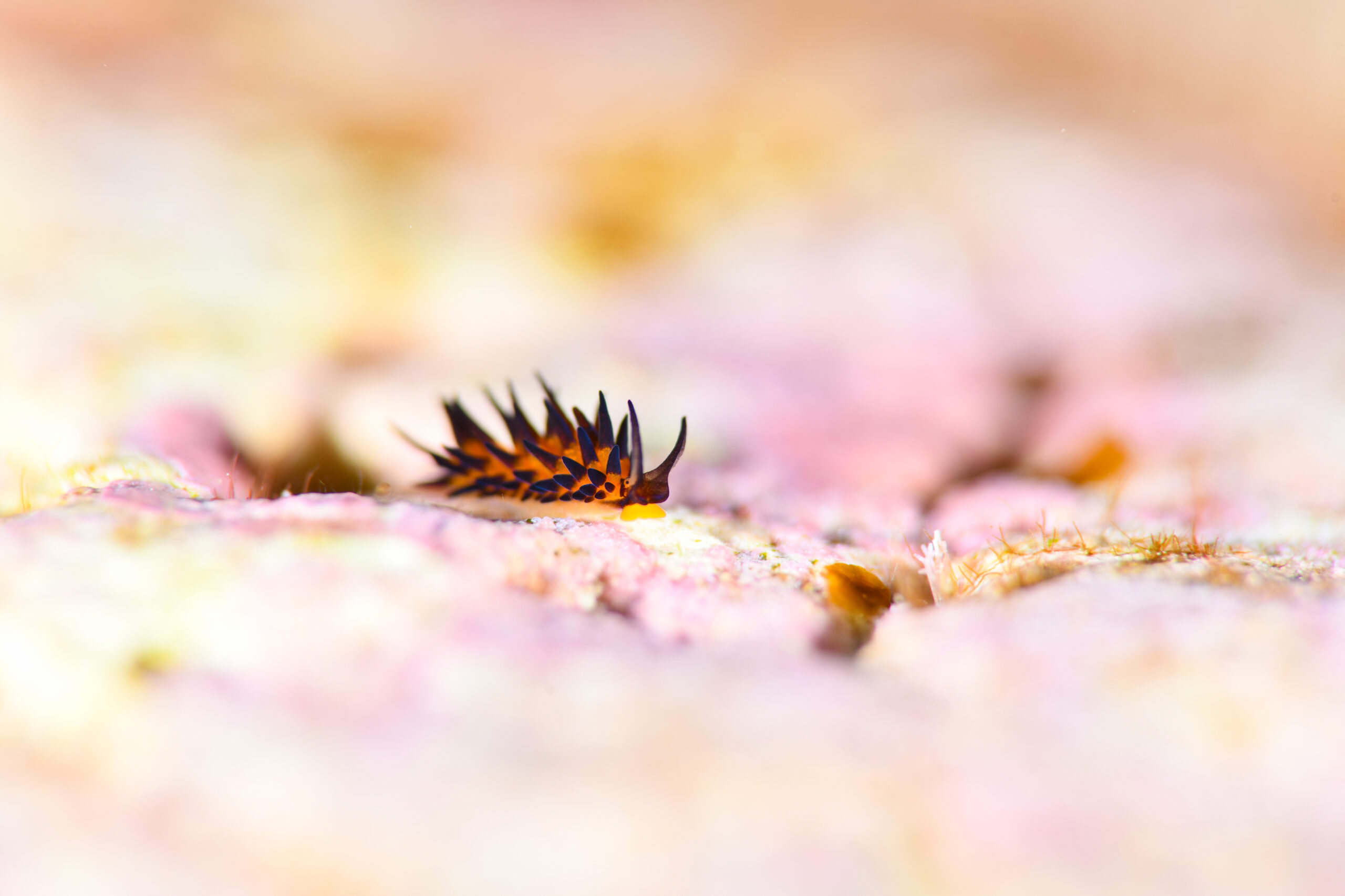 ツマグロモウミウシ