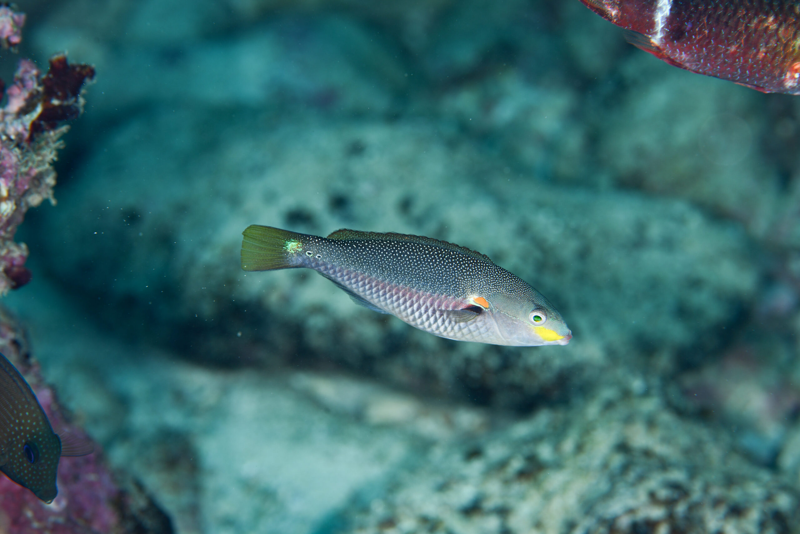 アカオビベラのメス