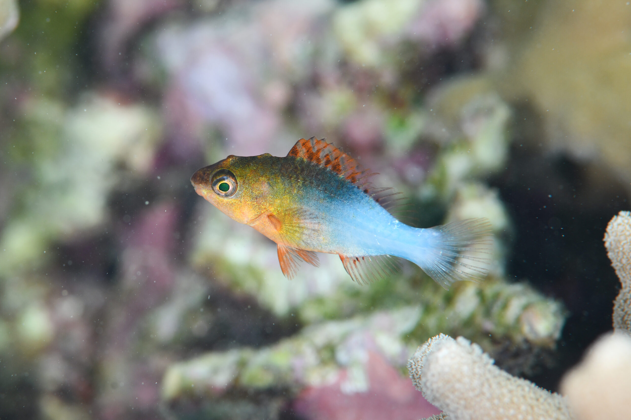 アミメブダイyg