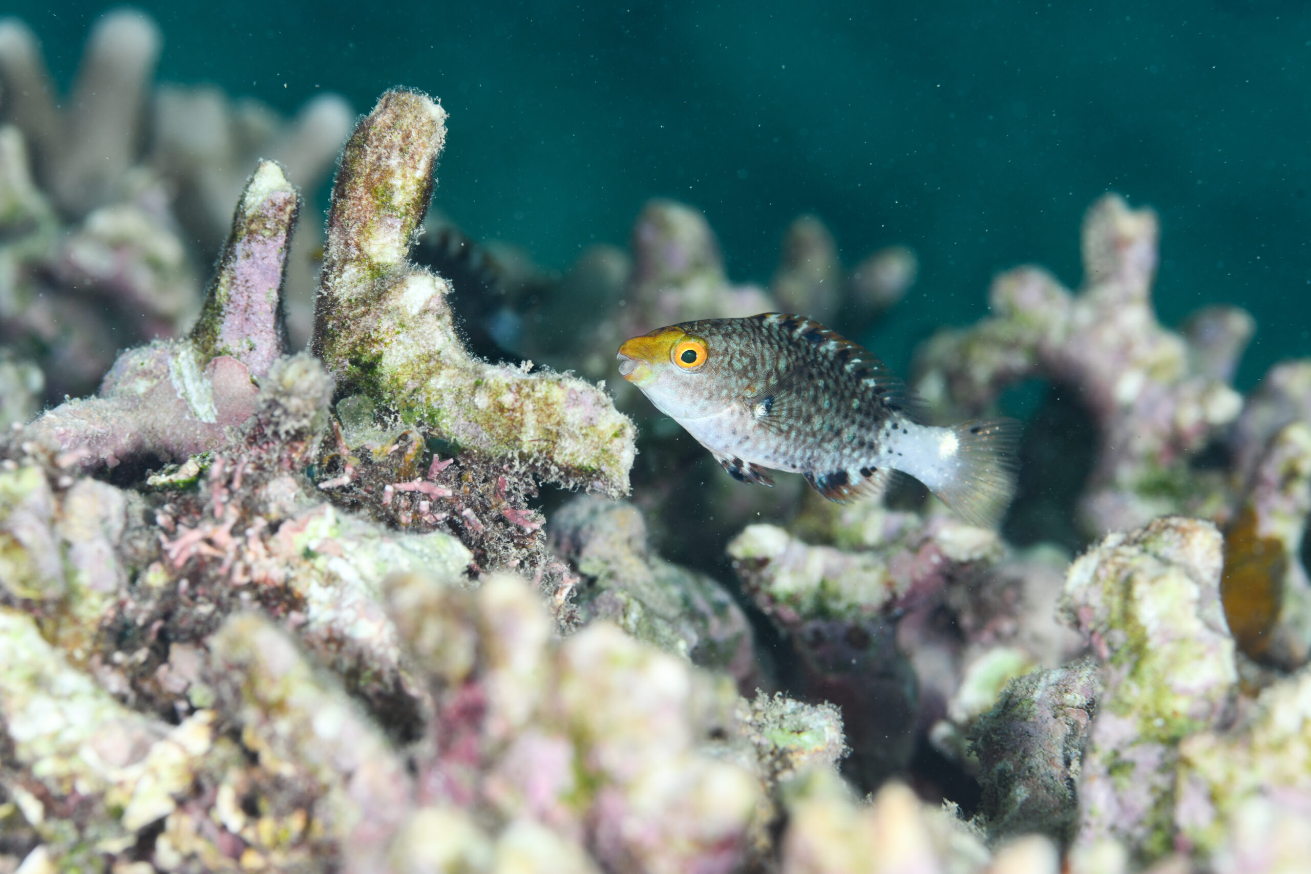 ニシキブダイyg