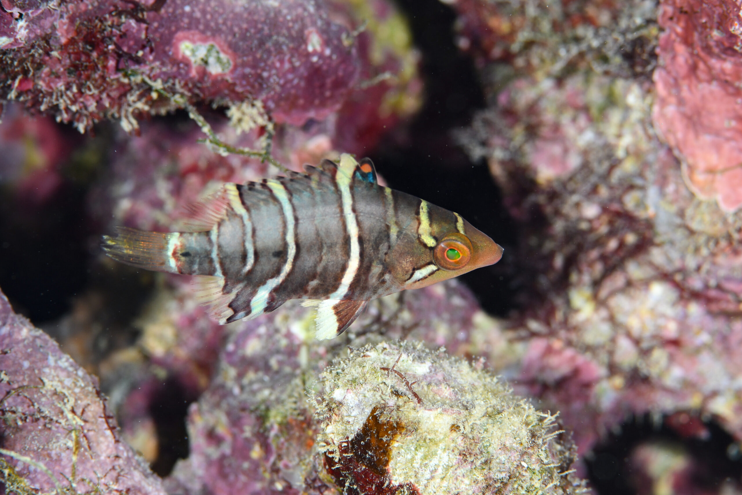 ハシナガベラyg