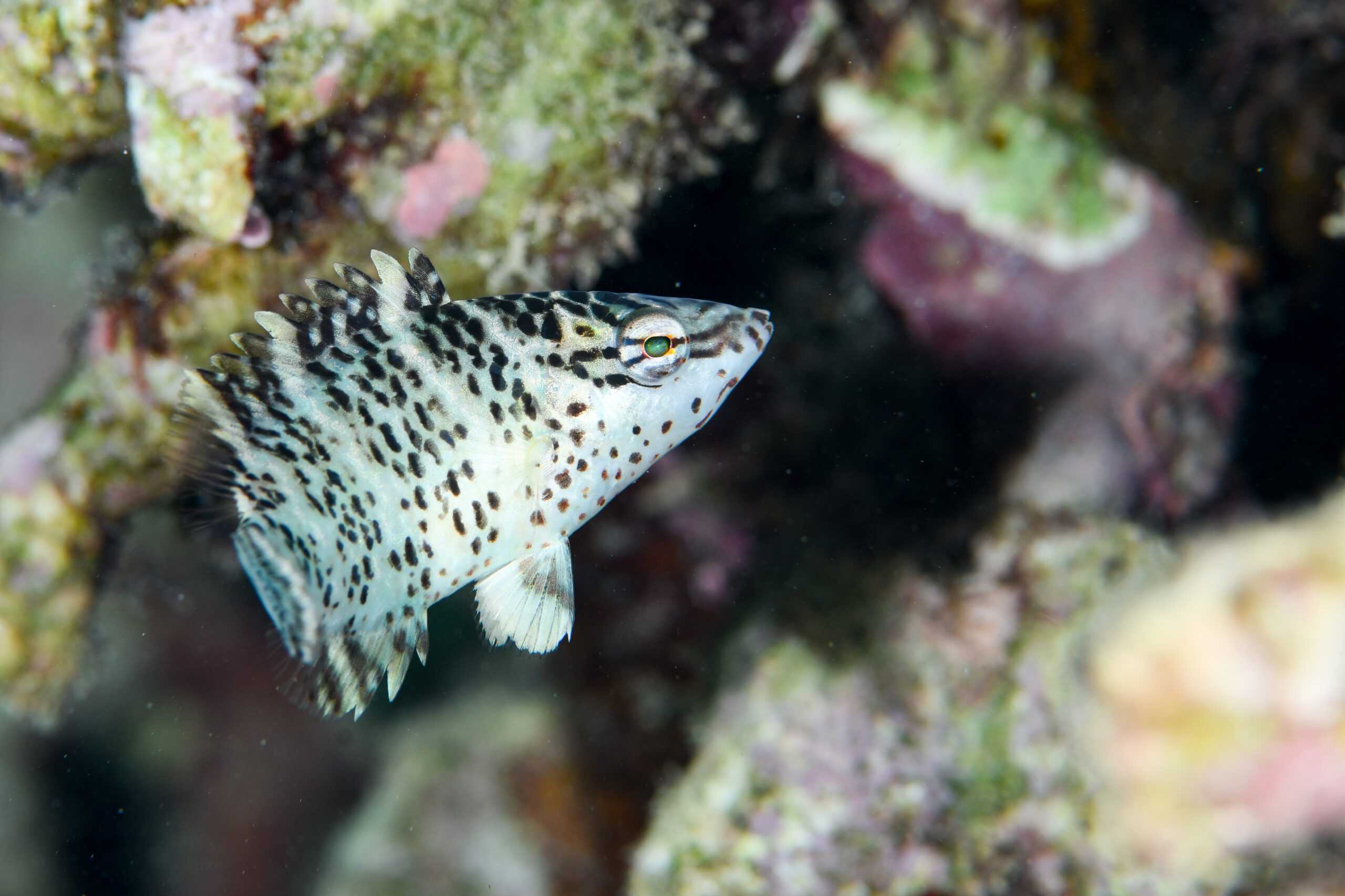 メガネモチノウオyg