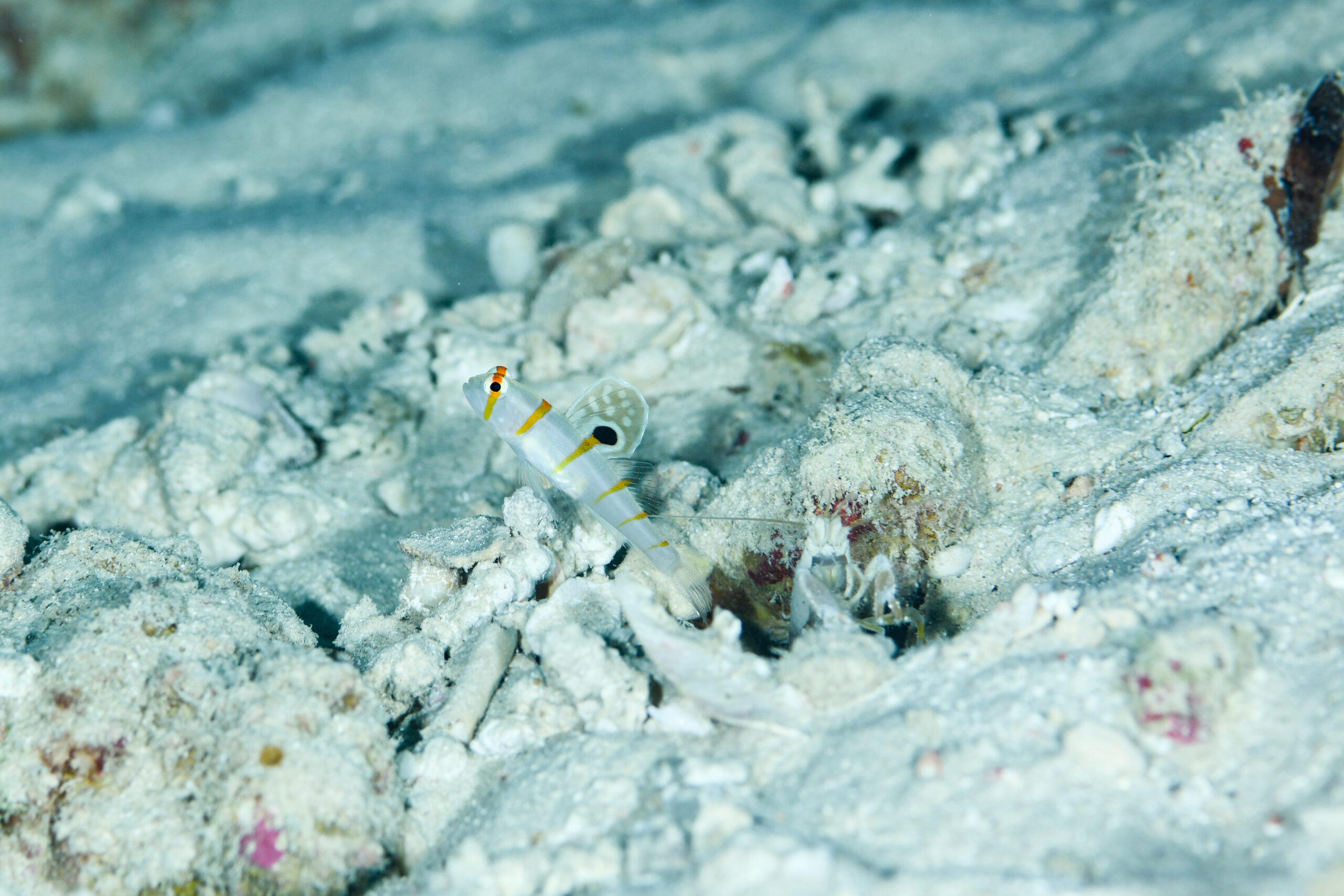 ニチリンダテハゼyg