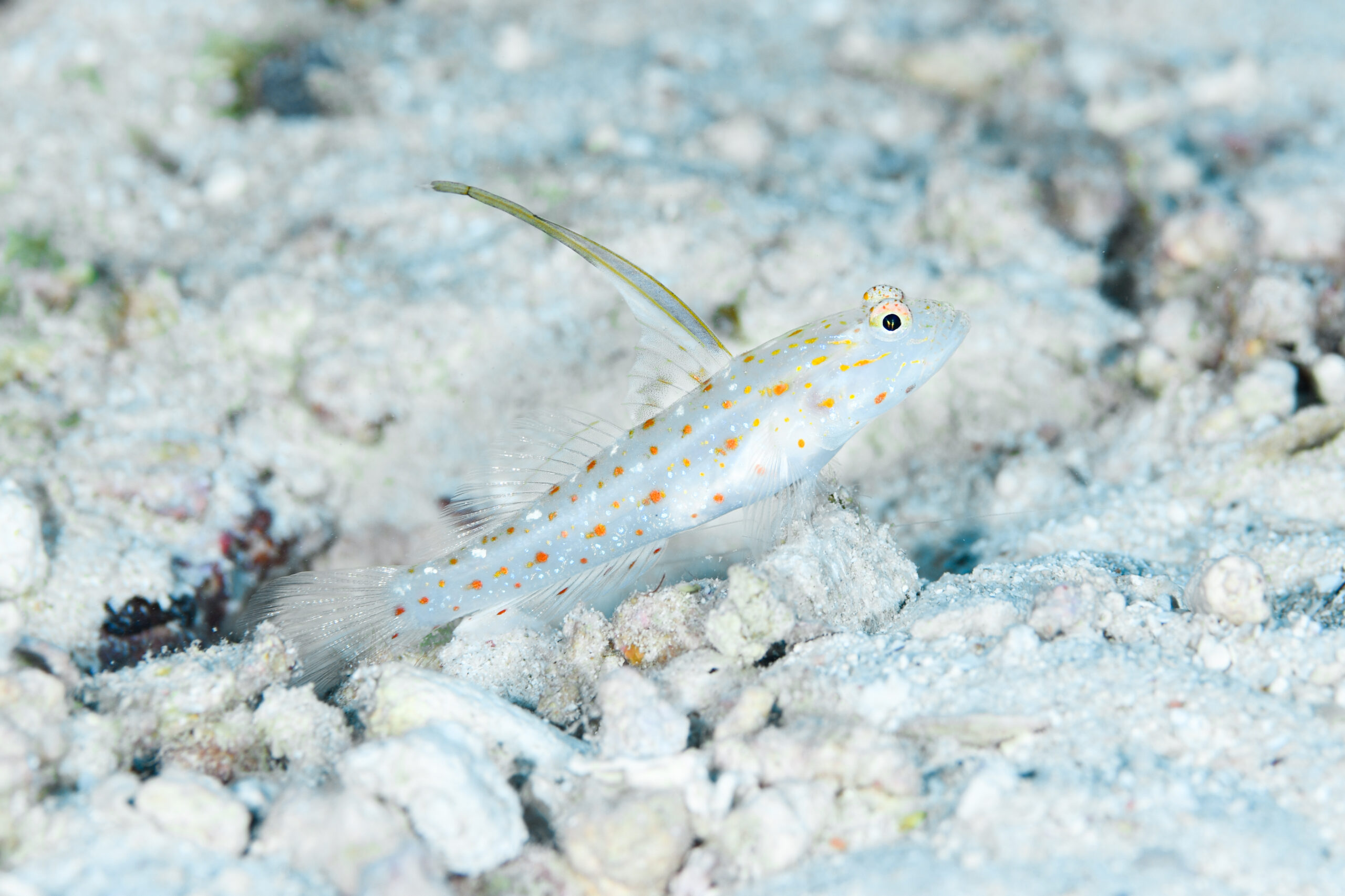 ハタタテシノビハゼ