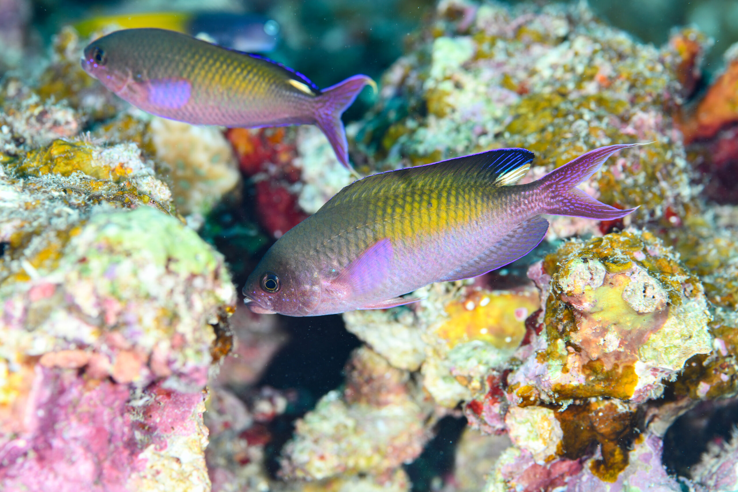 ハナダイダマシ(婚姻色)