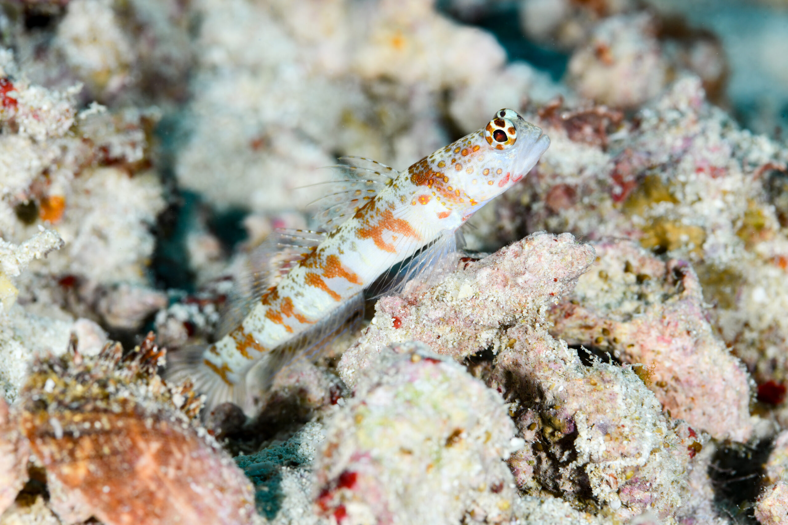 ダンダラダテハゼ