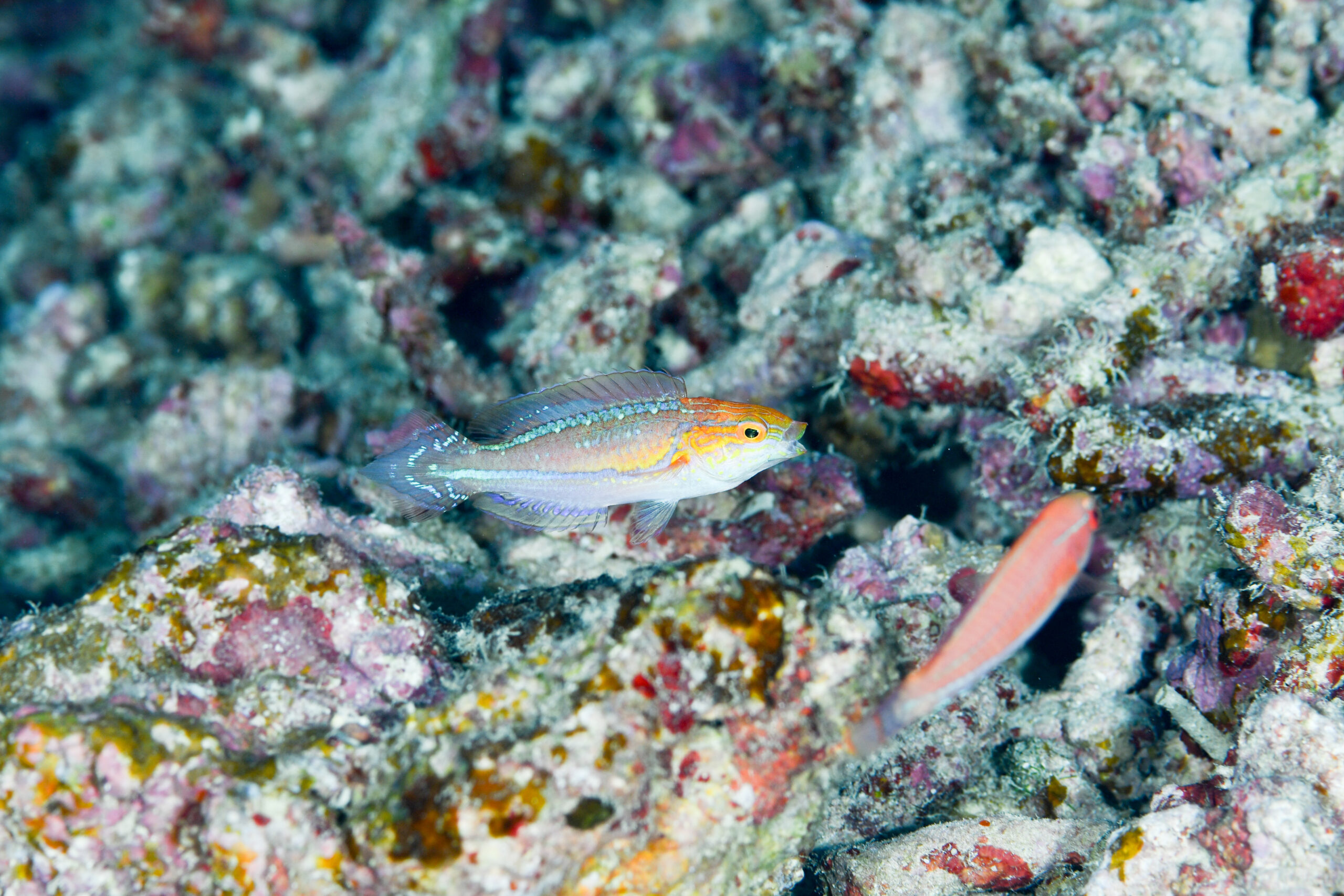 ハリオイトヒキベラ