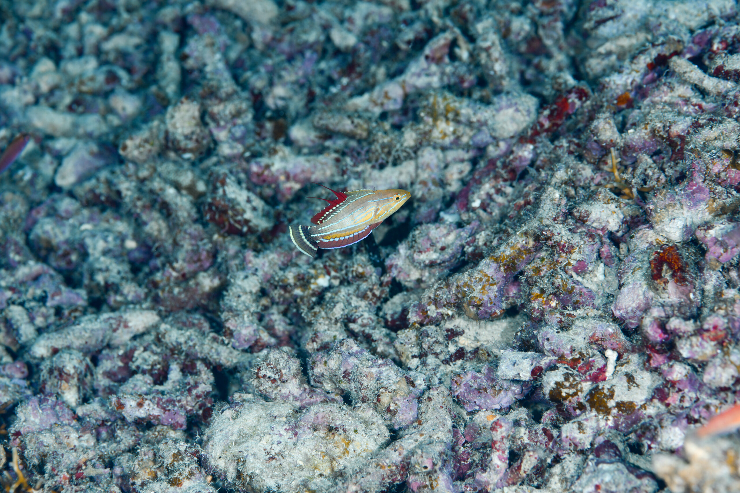 クジャクベラ(婚姻色)