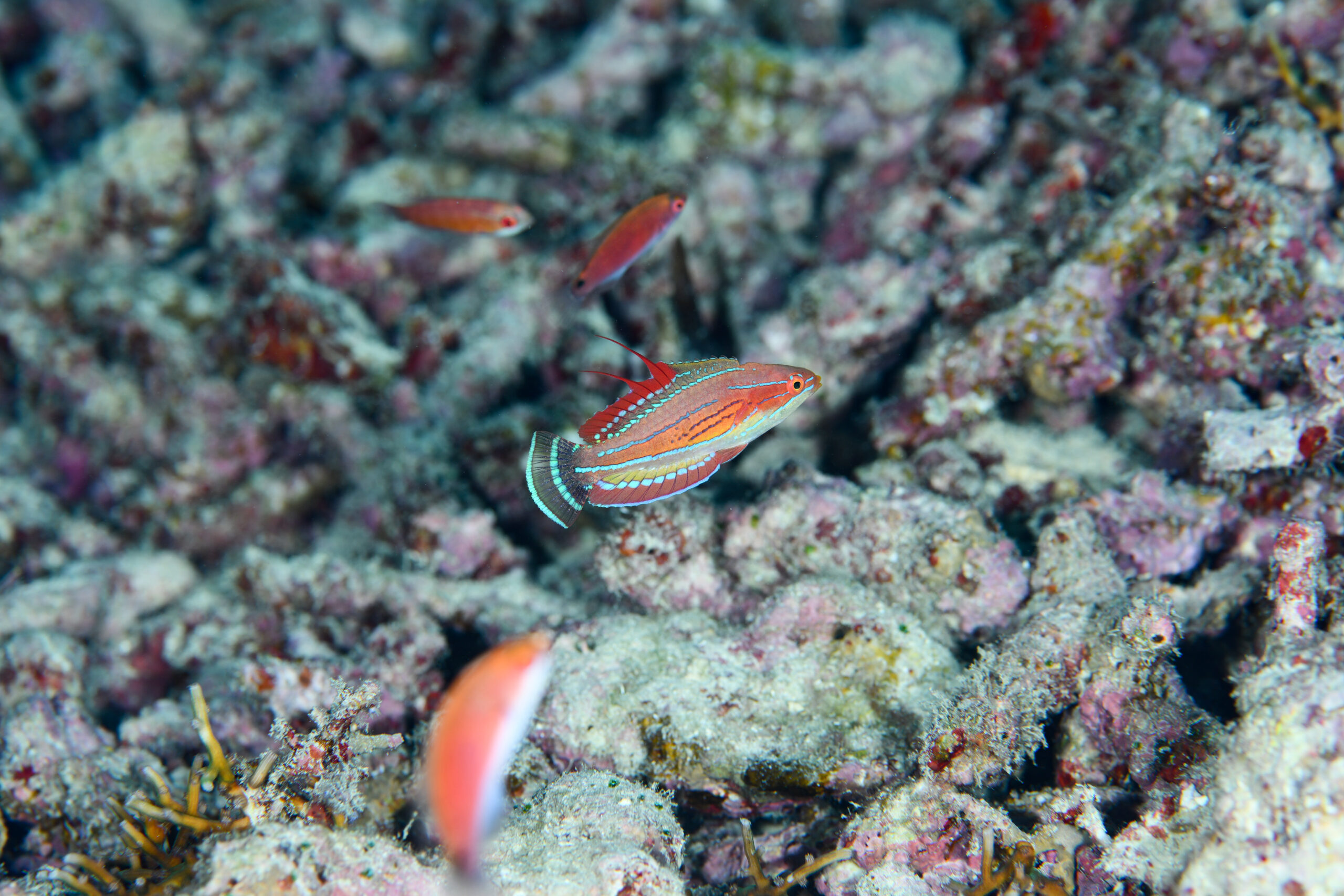 クジャクベラ(婚姻色)