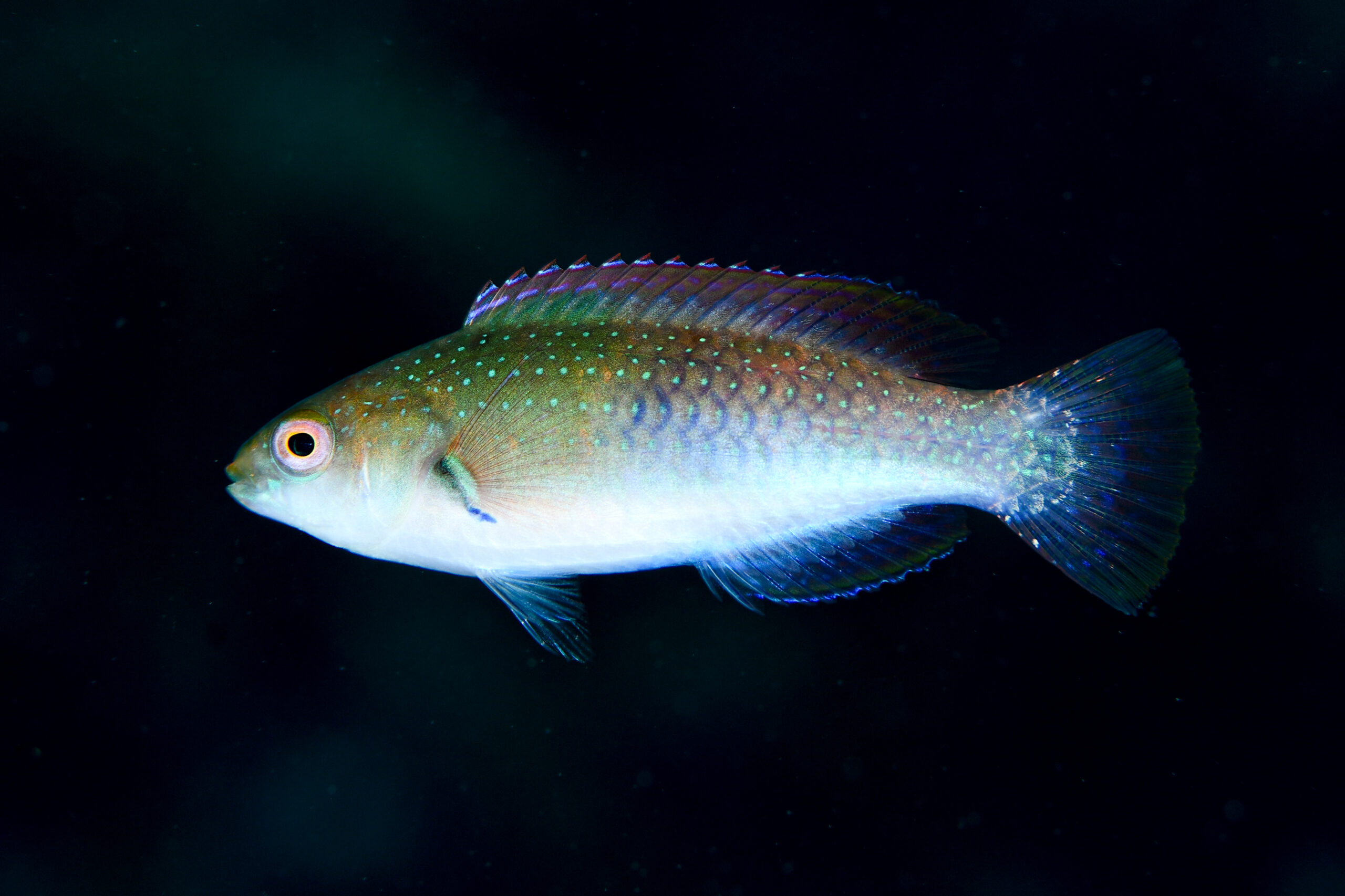 クロヘリイトヒキベラyg