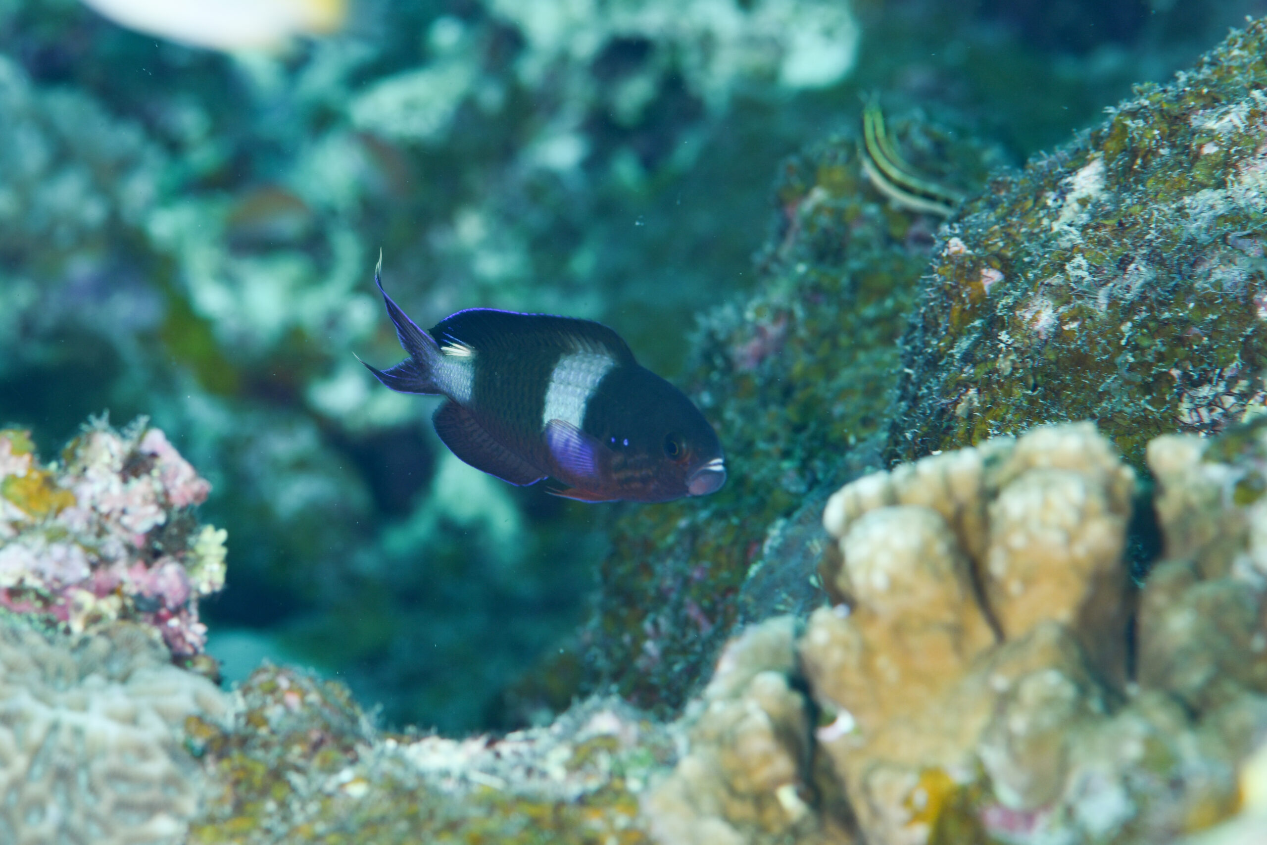 ハナダイダマシ(婚姻色)