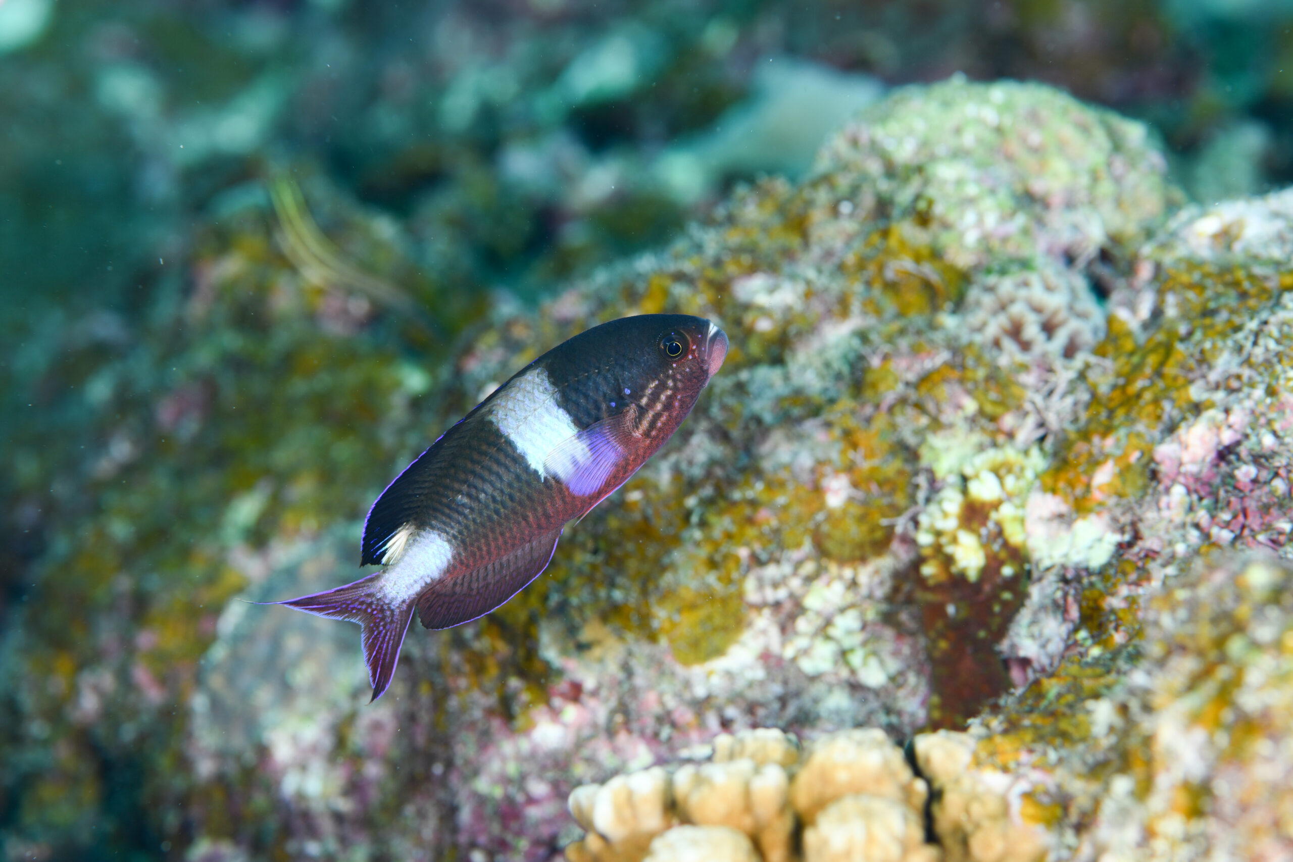 ハナダイダマシ(婚姻色)