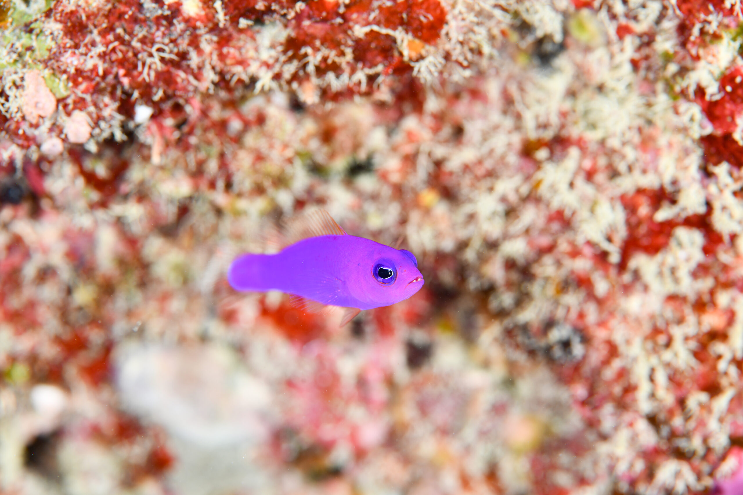 クレナイニセスズメ