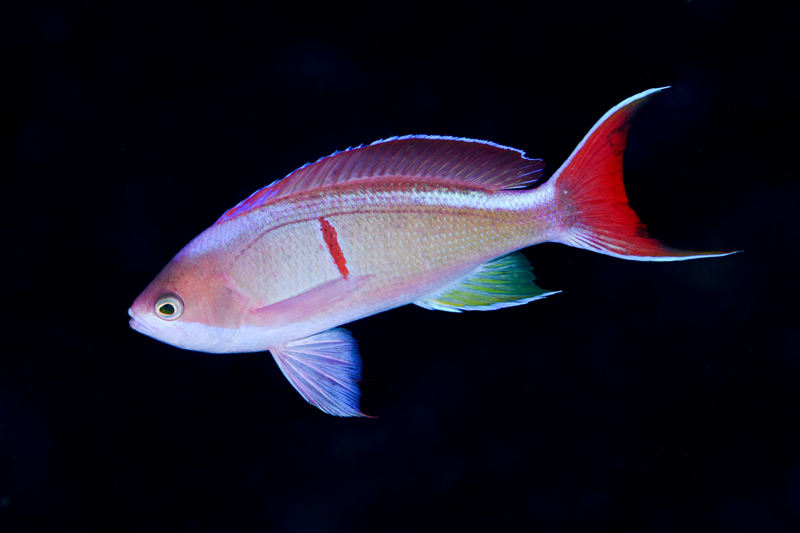 カシワハナダイの婚姻色