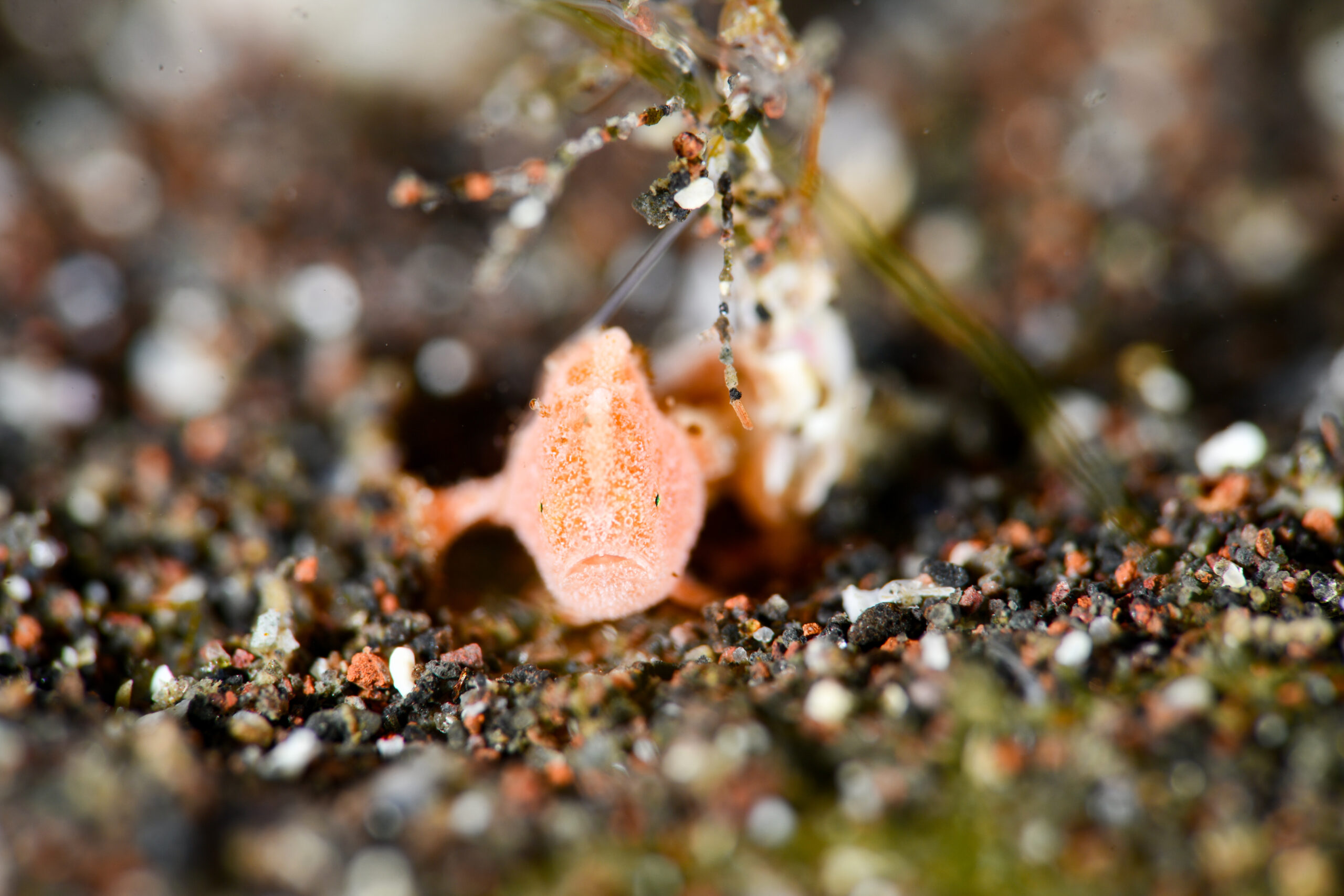 カエルアンコウ