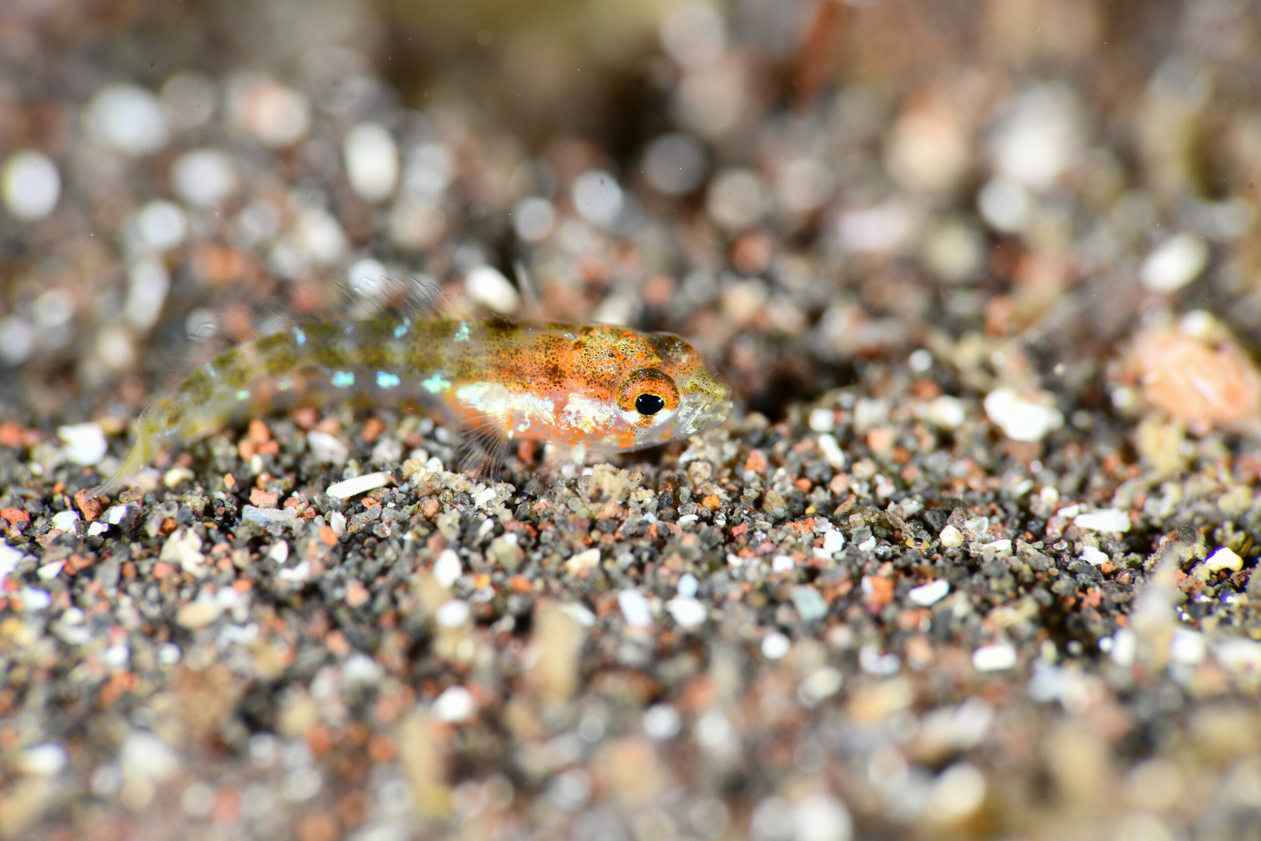 なにかわかりません