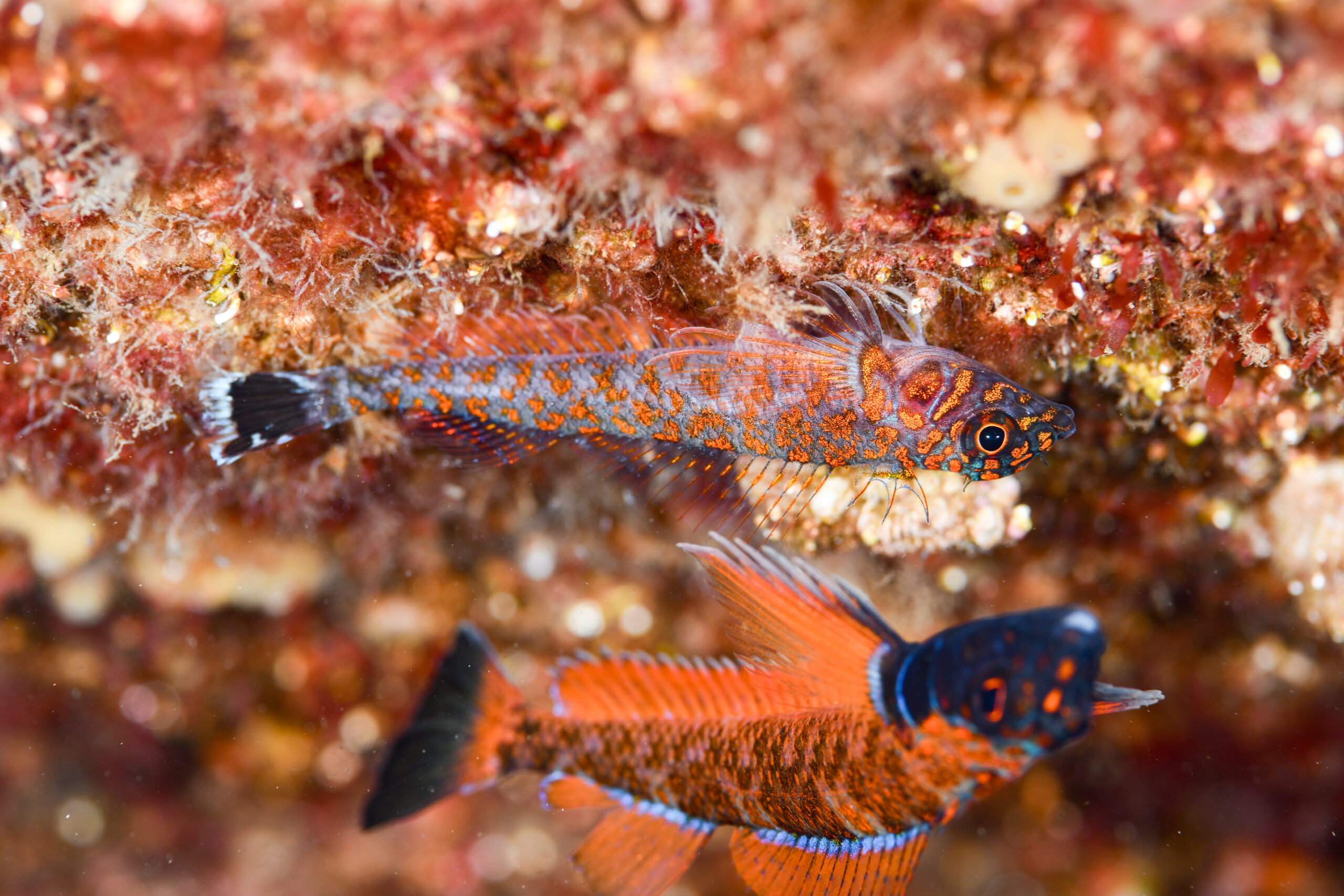 ヒメギンポのメスの婚姻色