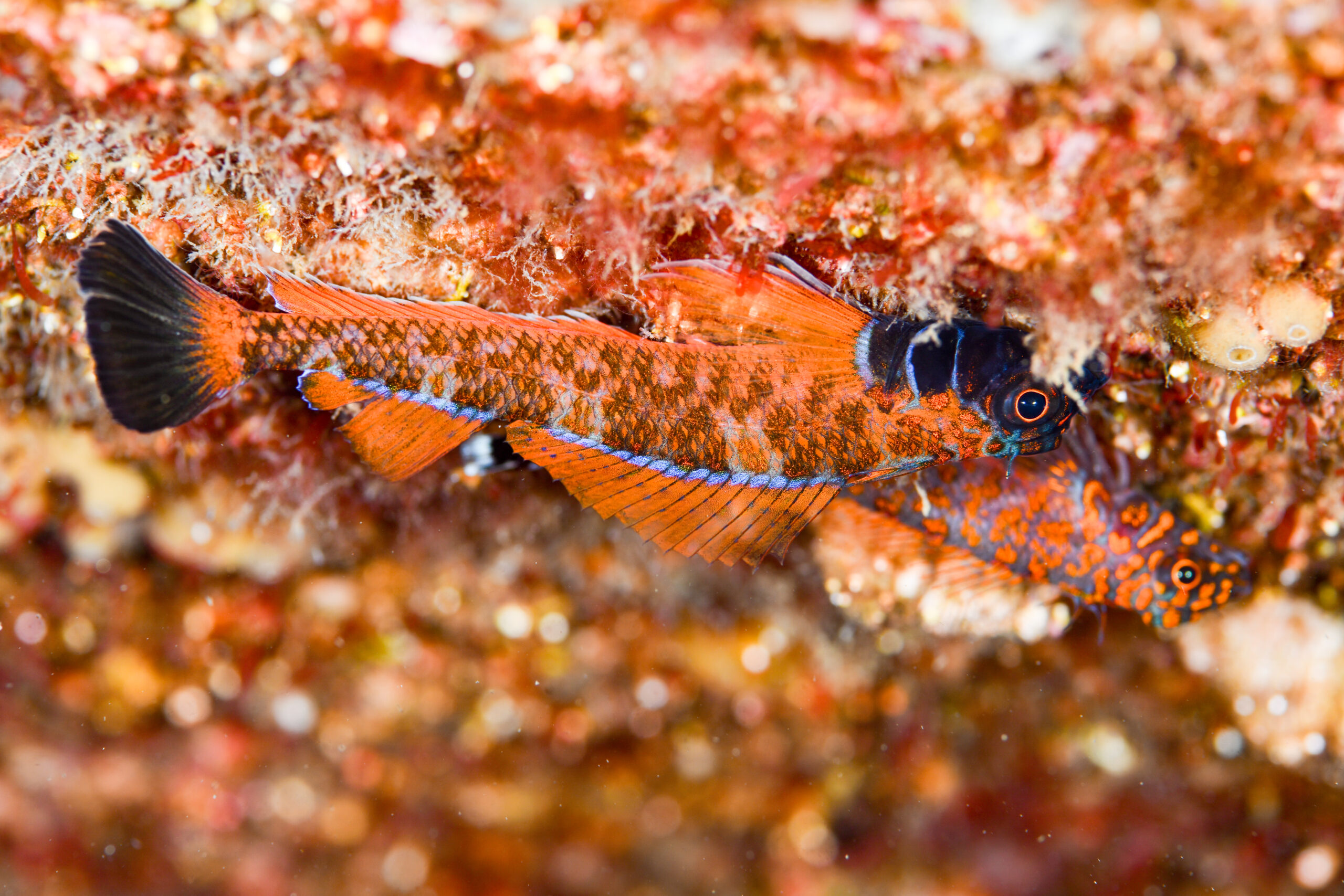 ヒメギンポのオスの婚姻色