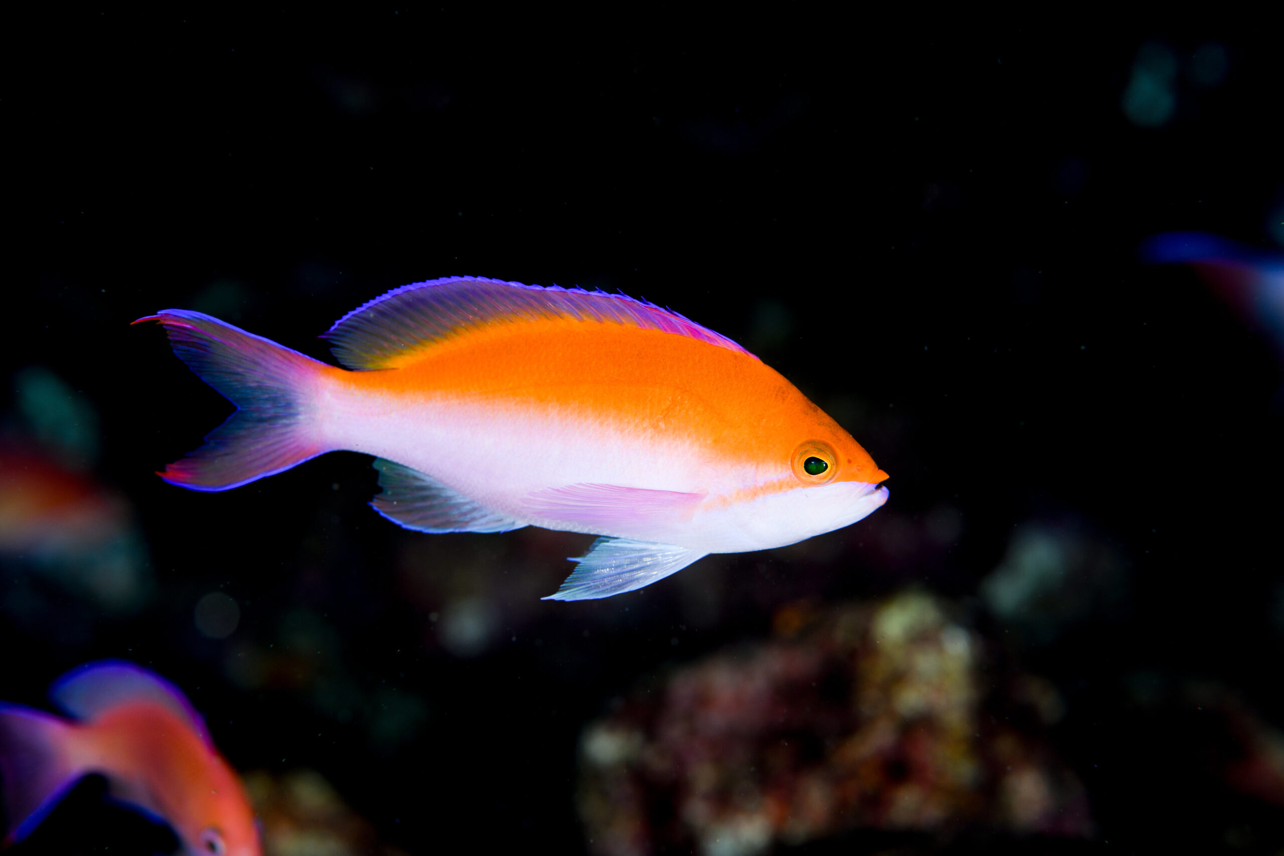 フタイロハナゴイのオス