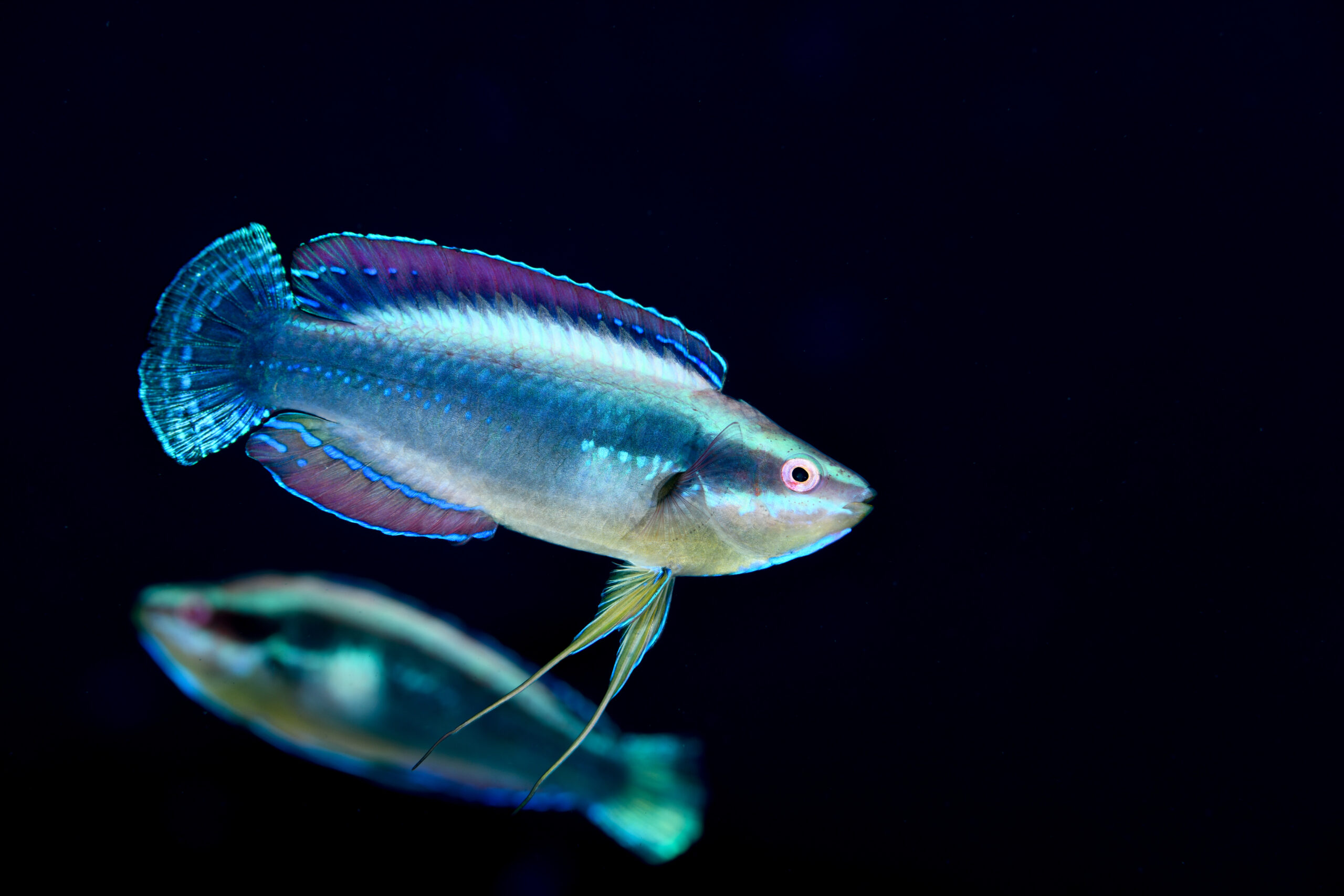 イトヒキベラの婚姻色