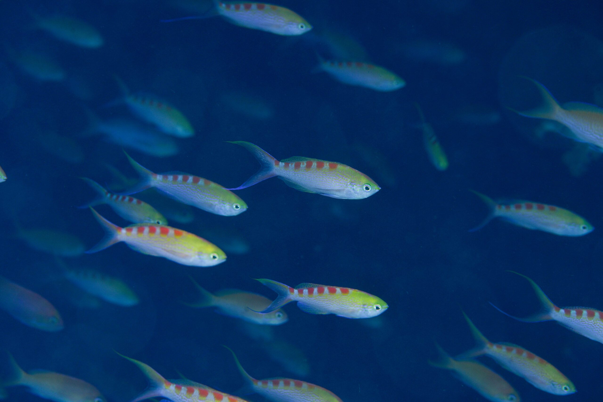 アサヒハナゴイの群れ