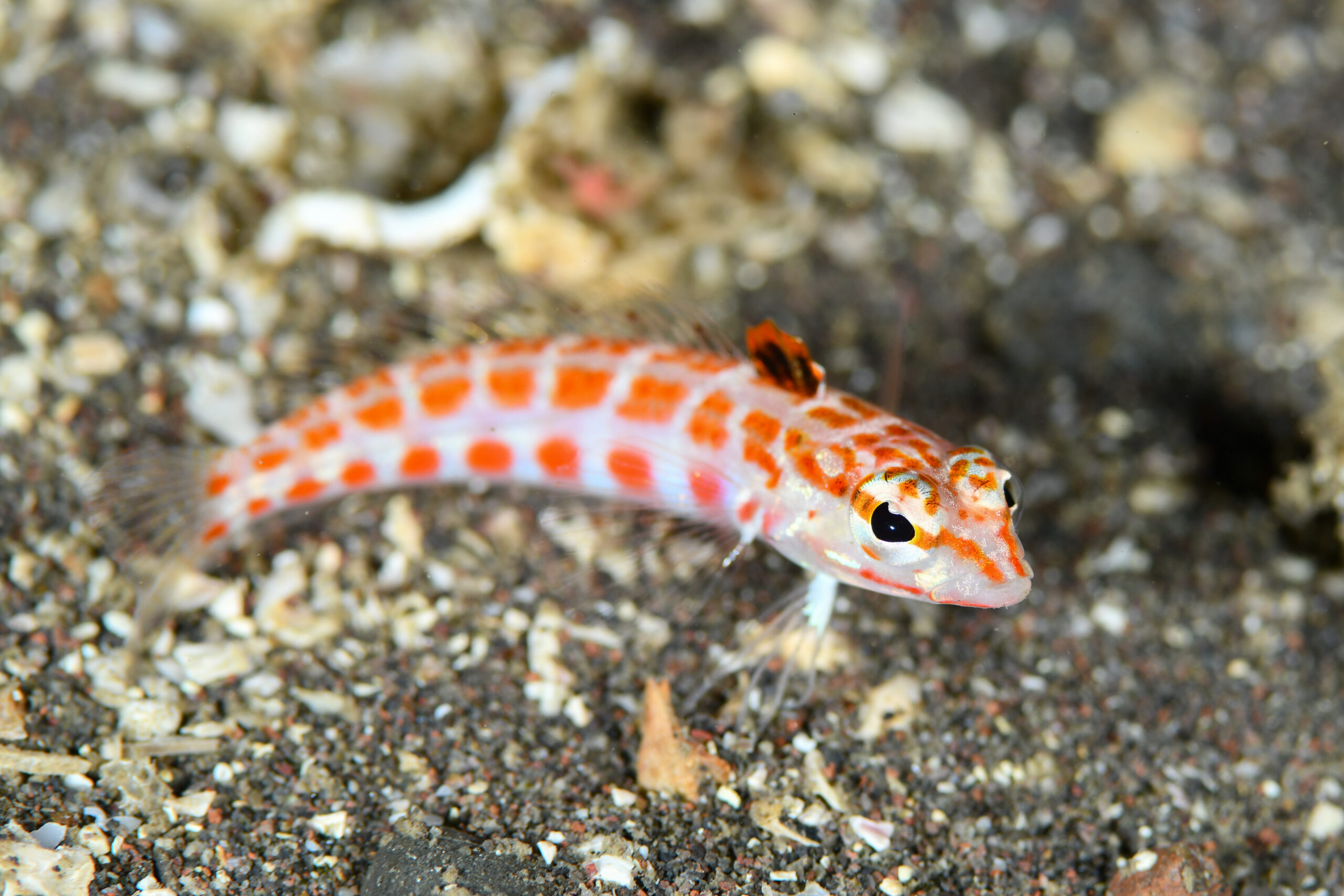 ハワイトラギス