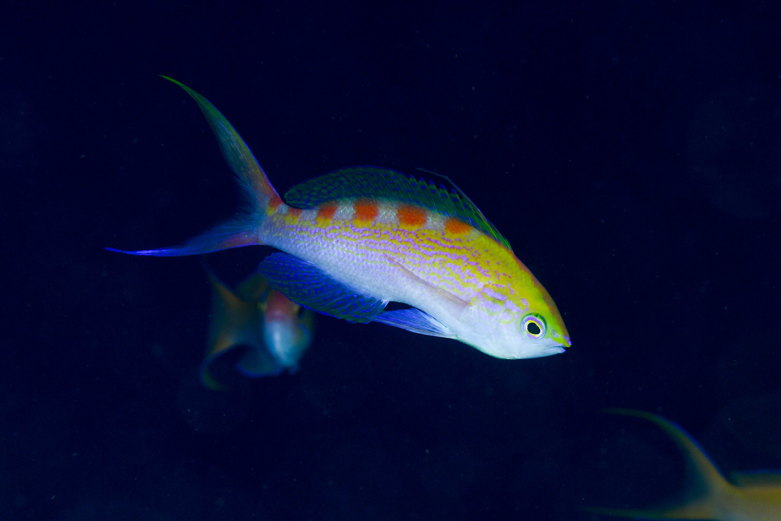 アサヒハナゴイのオス