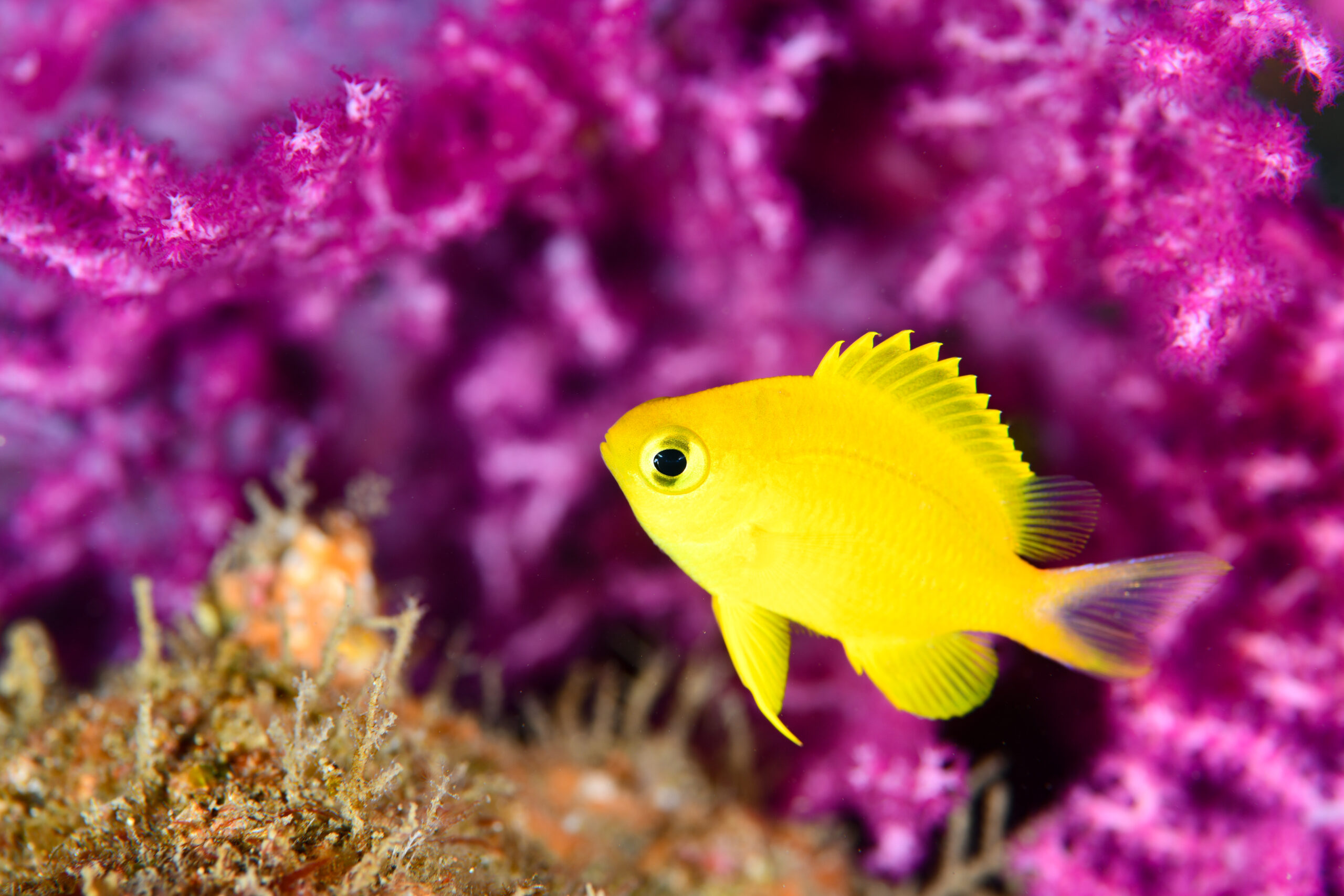 コガネスズメダイ