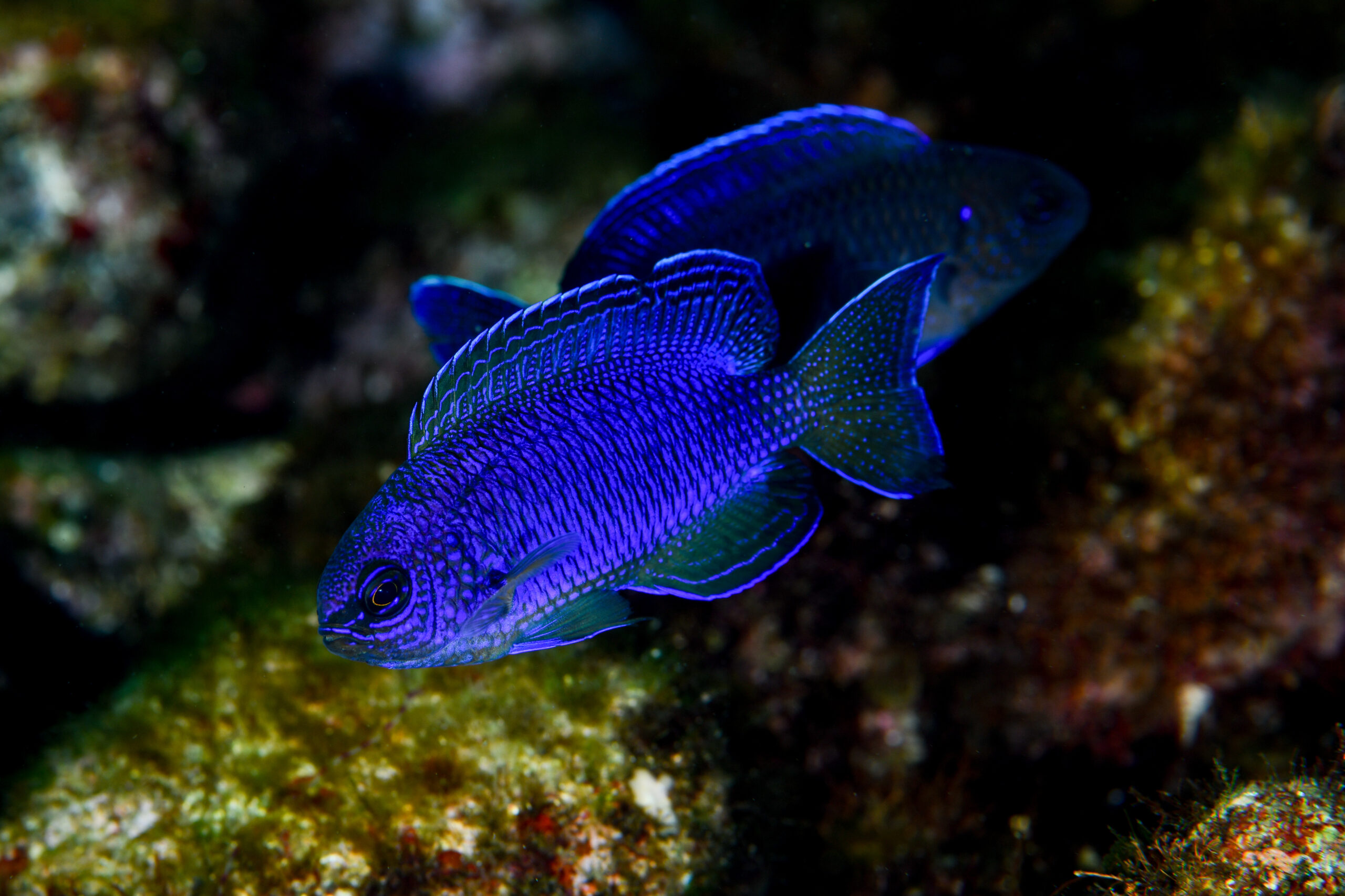 ルリスズメダイ