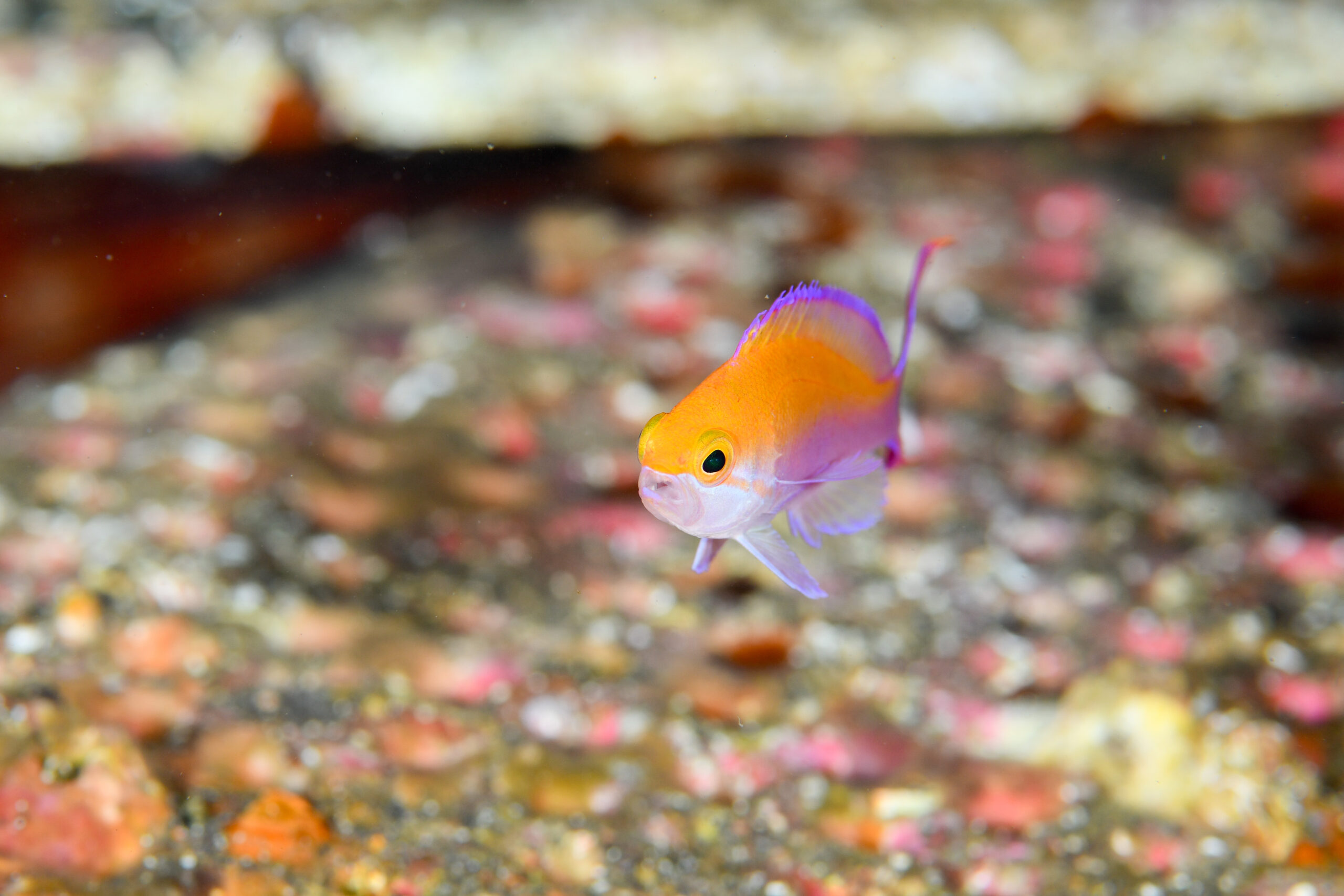 フタイロハナゴイの幼魚