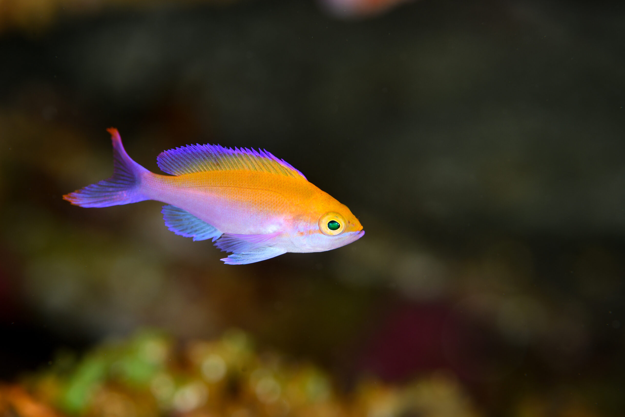 フタイロハナゴイの幼魚