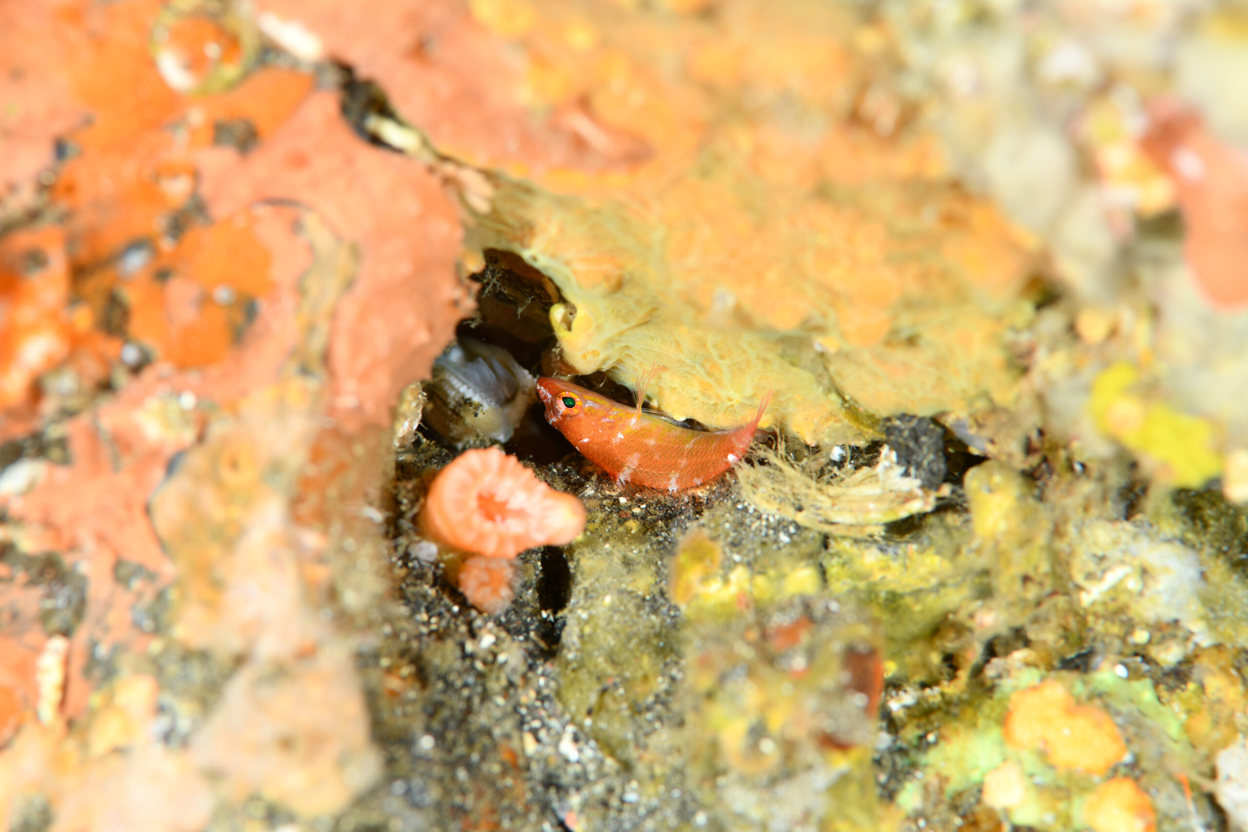 デイゴハナダイ（Plectranthias winniensis）