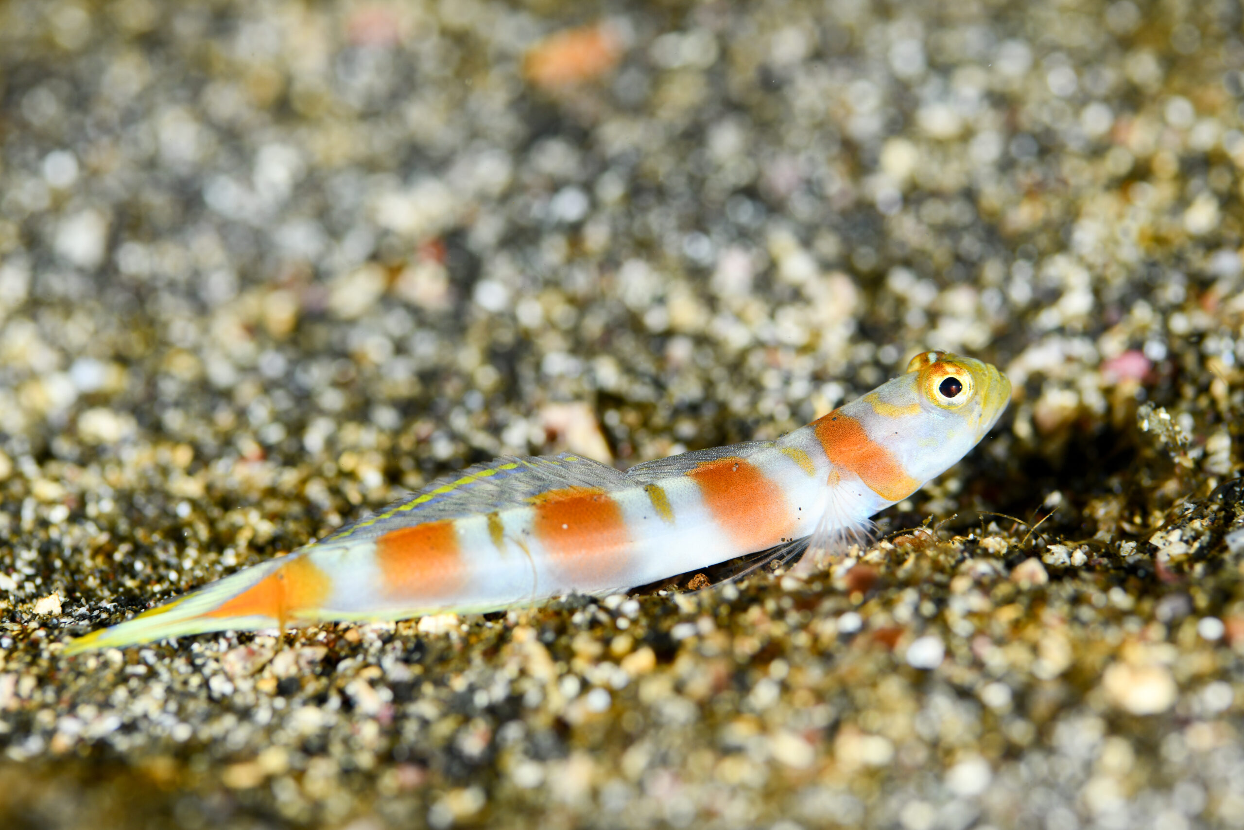 ヤノダテハゼ（Amblyeleotris yanoi）