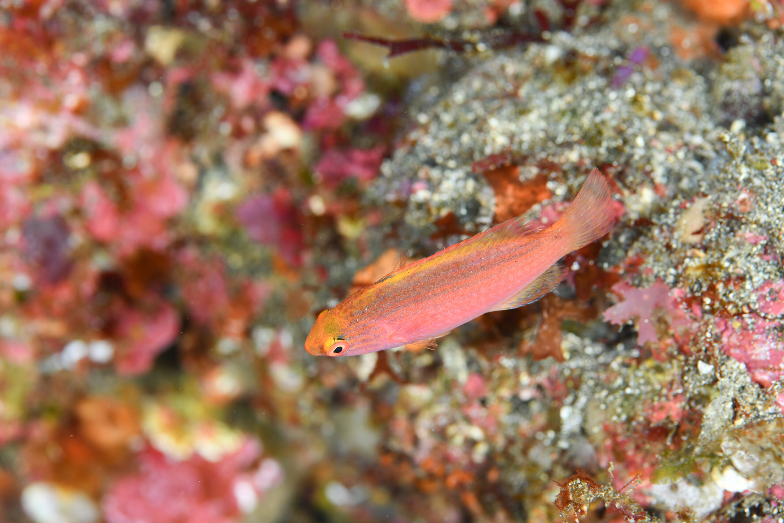 ベニヒレイトヒキベラの幼魚（Cirrhilabrus rubrimarginatus）