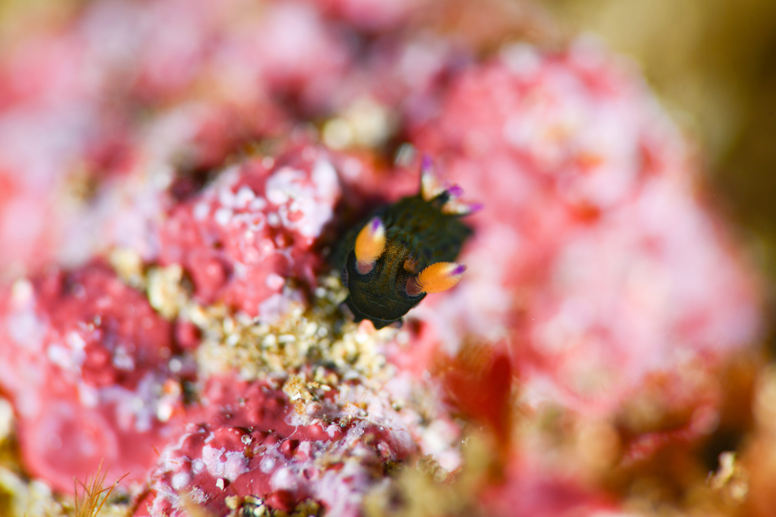 コミドリリュウグウウミウシ（Tambja amakusana）