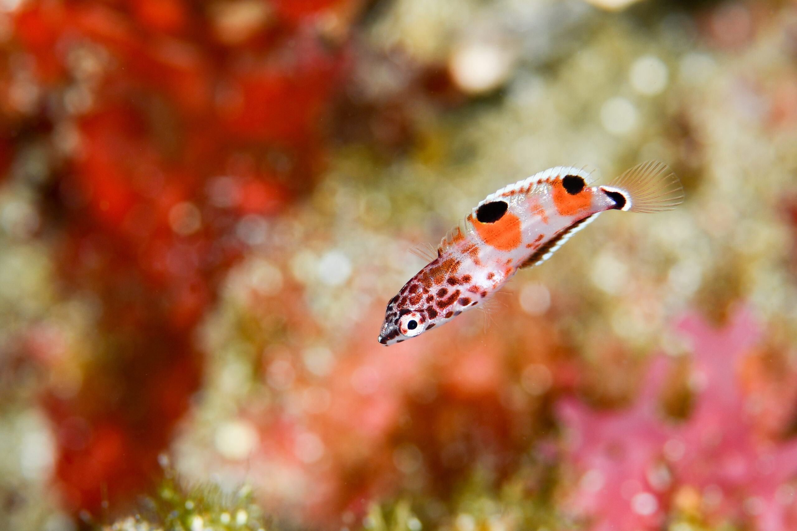 カンムリベラの幼魚（Coris aygula）