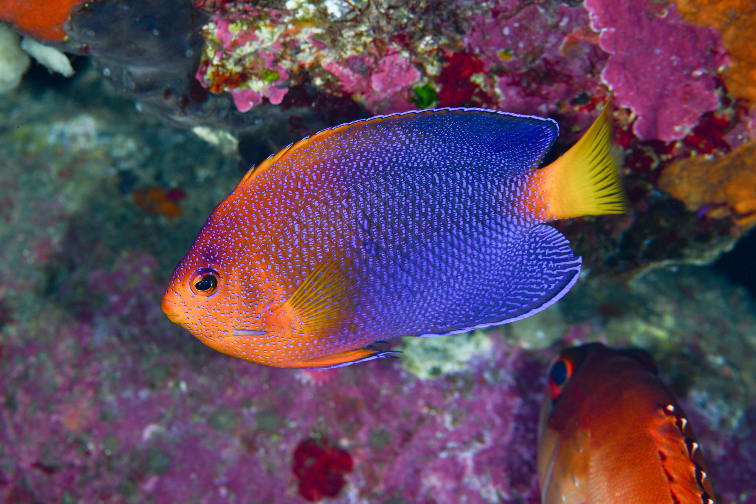 レンテンヤッコ（Centropyge interrupta）