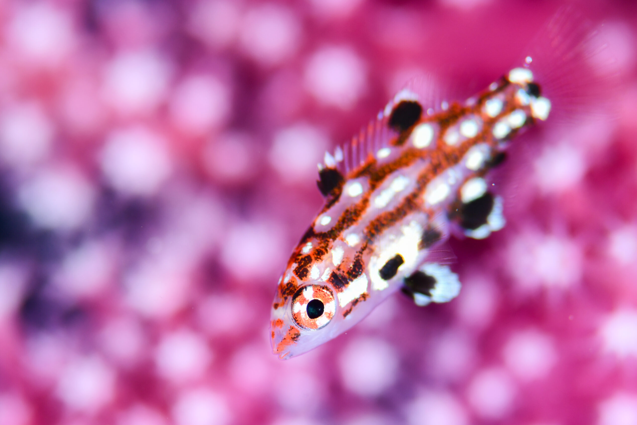 モンツキベラの幼魚（Bodianus dictynna）