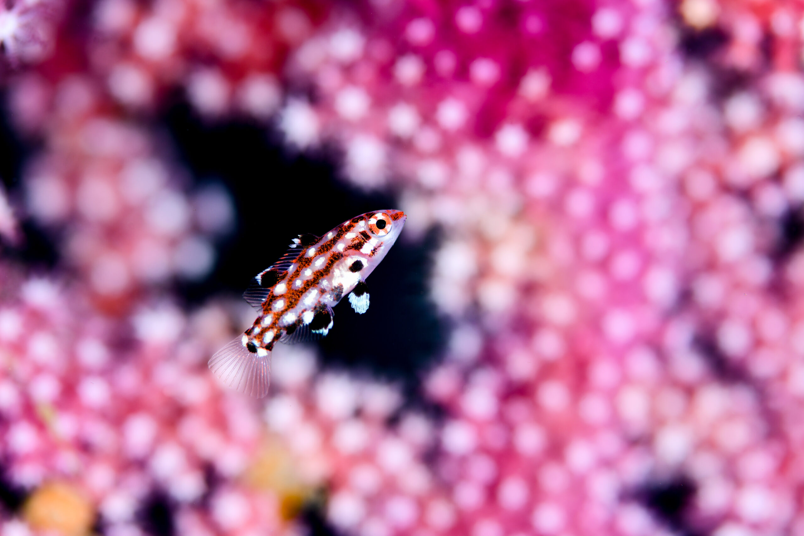 モンツキベラの幼魚（Bodianus dictynna）